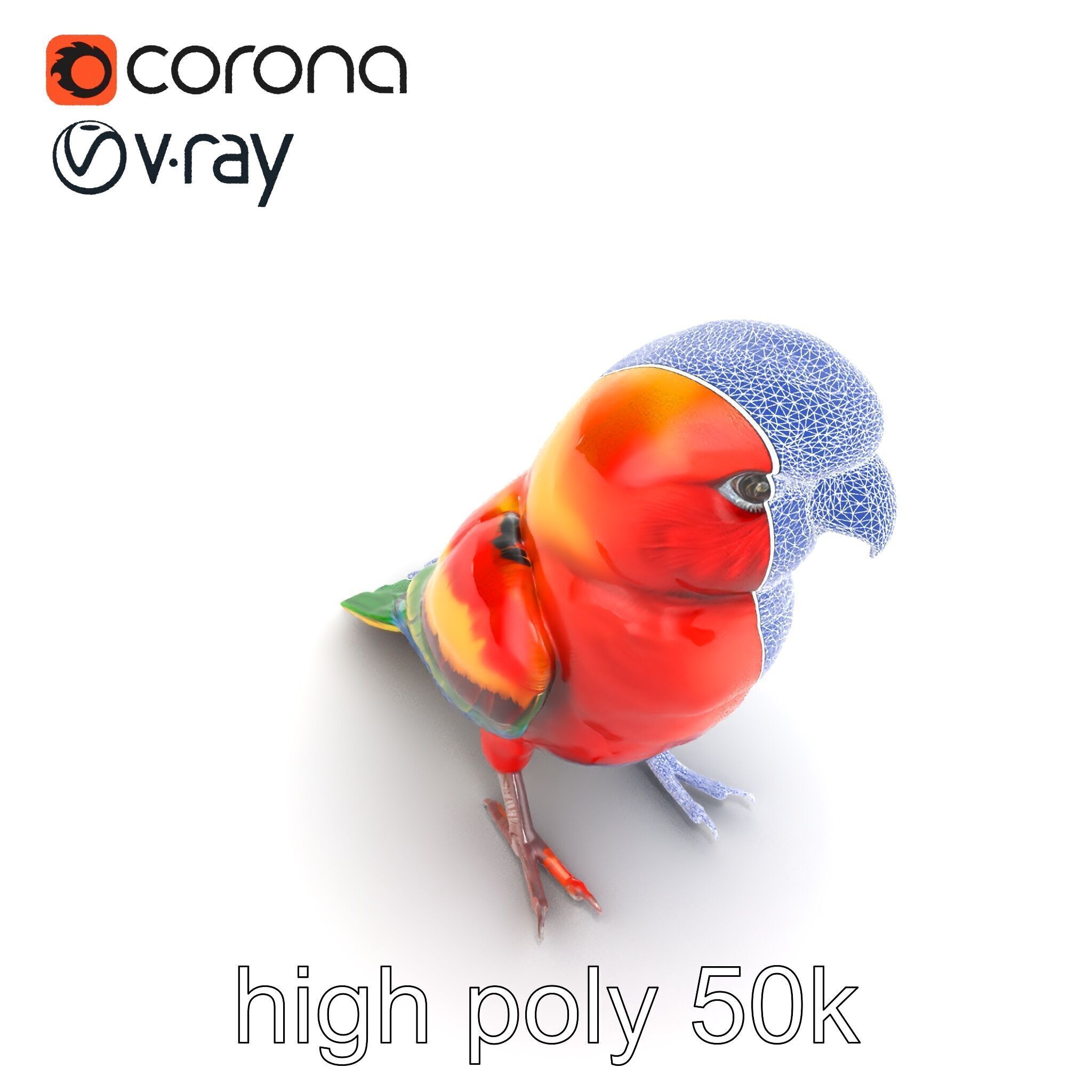 Vibrant Rosella Parrot 3D model pack Low-poly 3D model_15