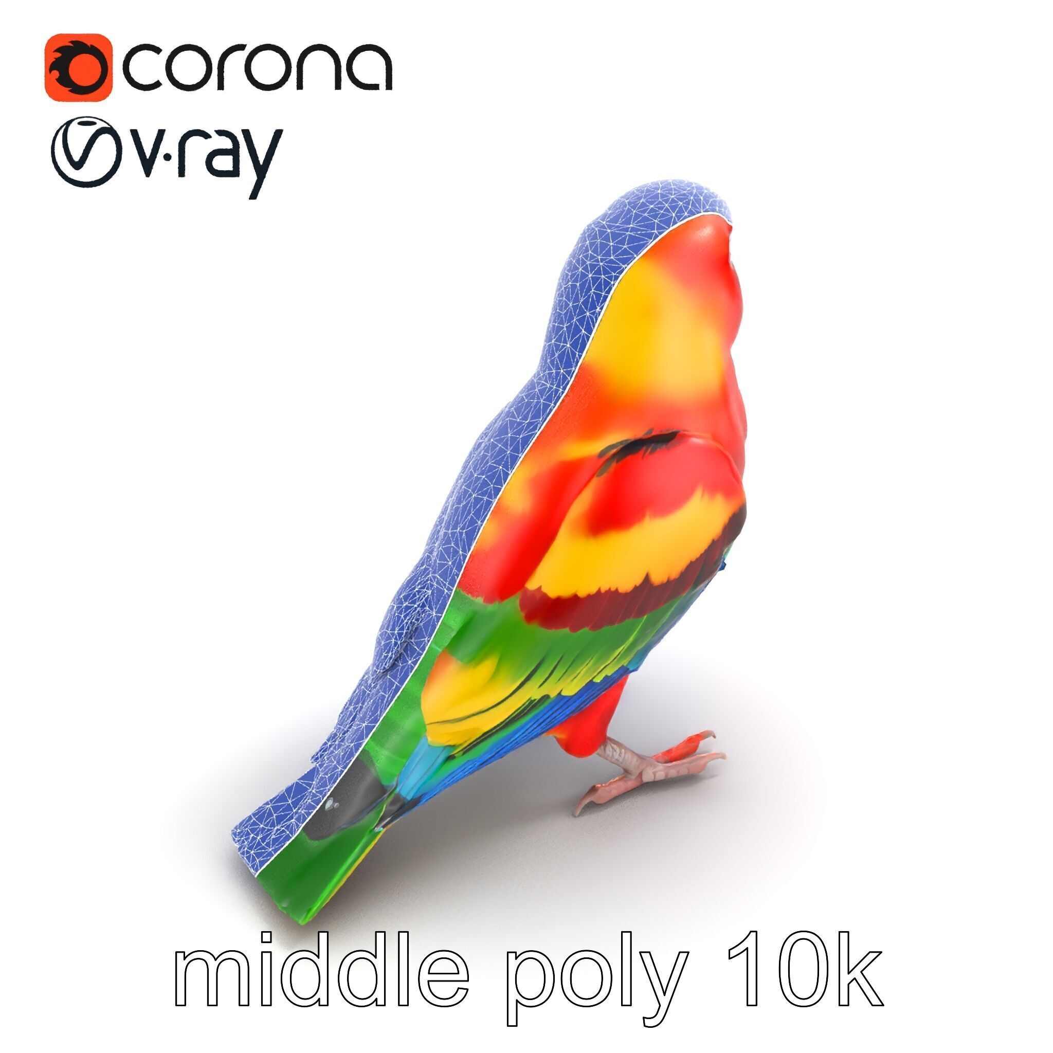 Vibrant Rosella Parrot 3D model pack Low-poly 3D model_11