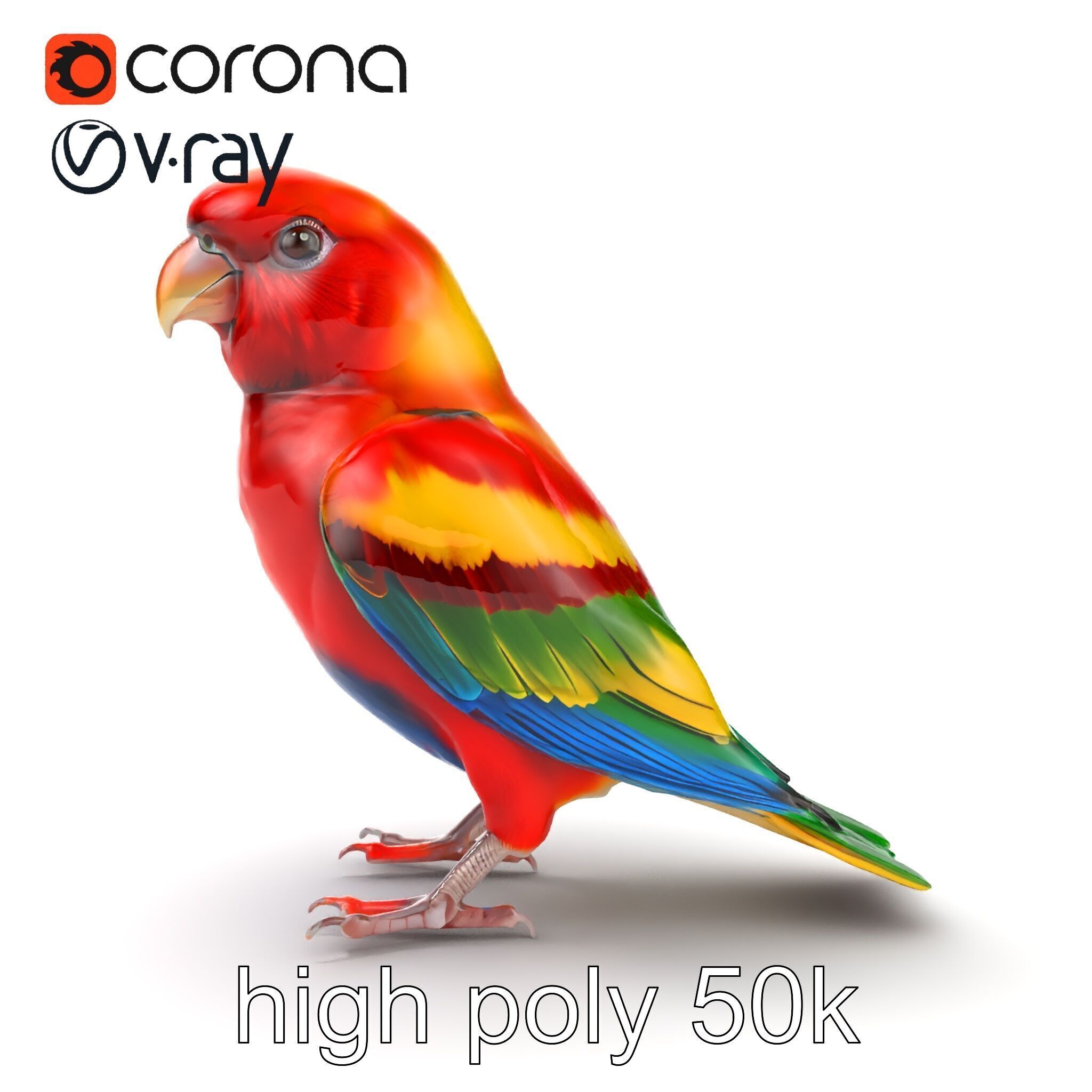 Vibrant Rosella Parrot 3D model pack Low-poly 3D model_29