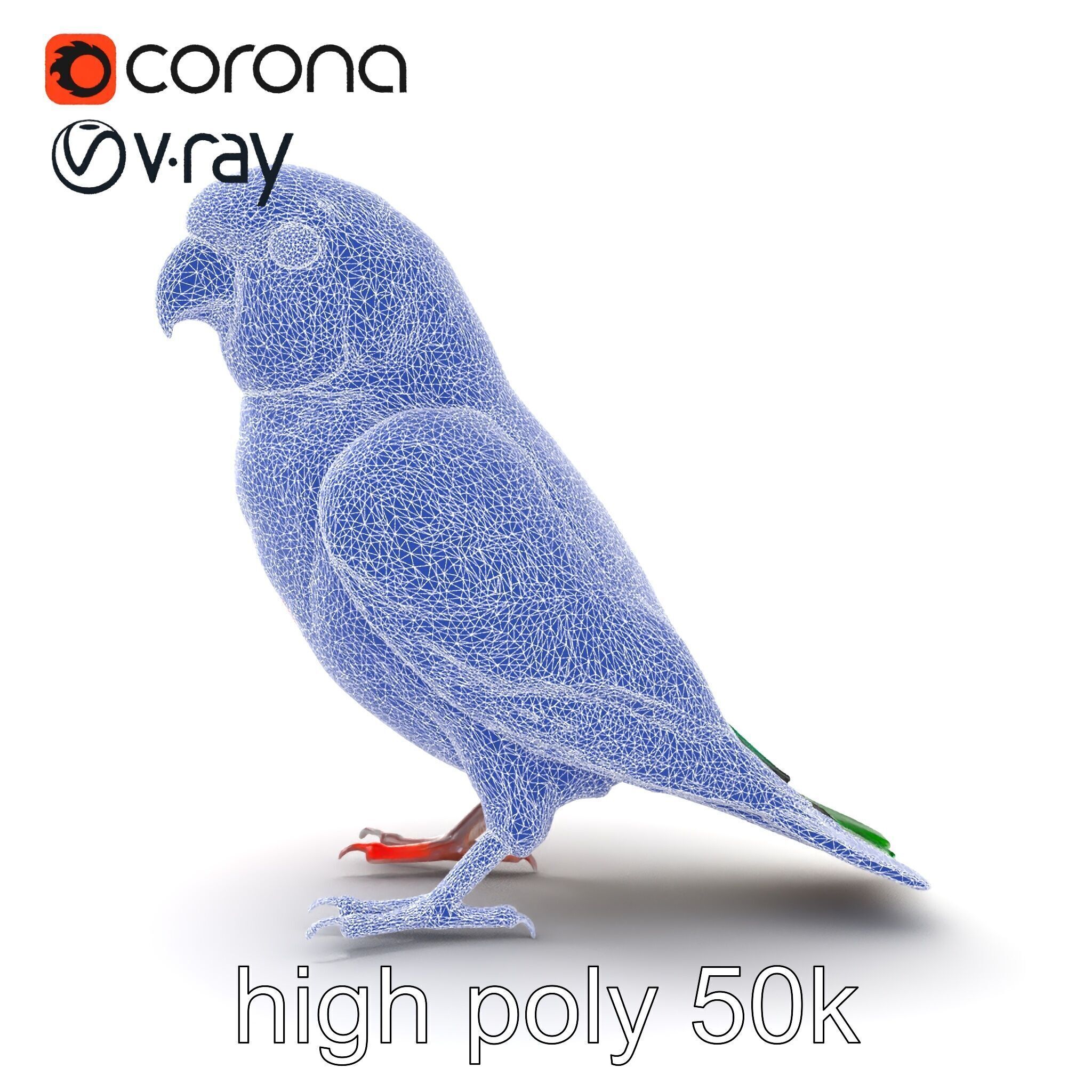 Vibrant Rosella Parrot 3D model pack Low-poly 3D model_27
