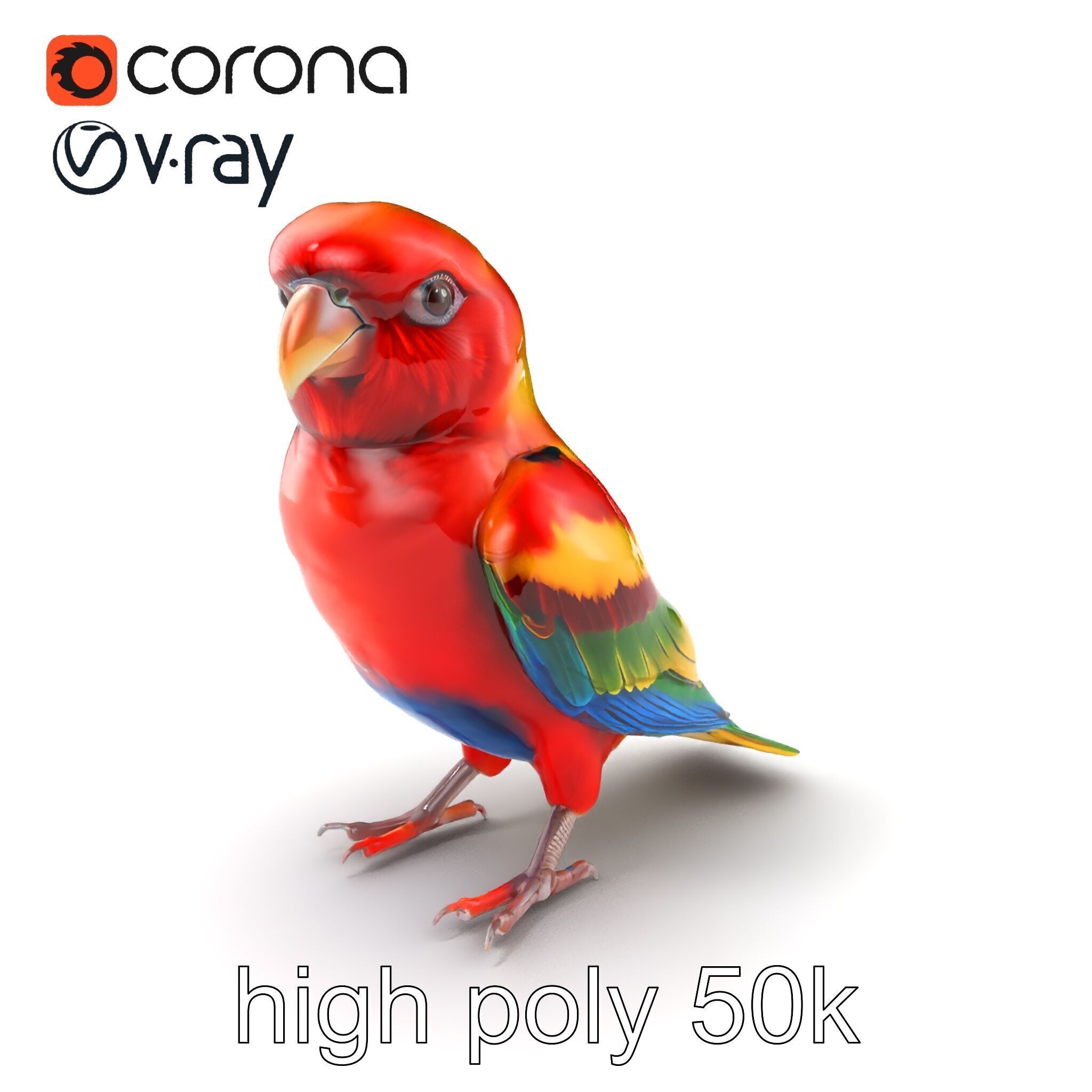 Vibrant Rosella Parrot 3D model pack Low-poly 3D model_2