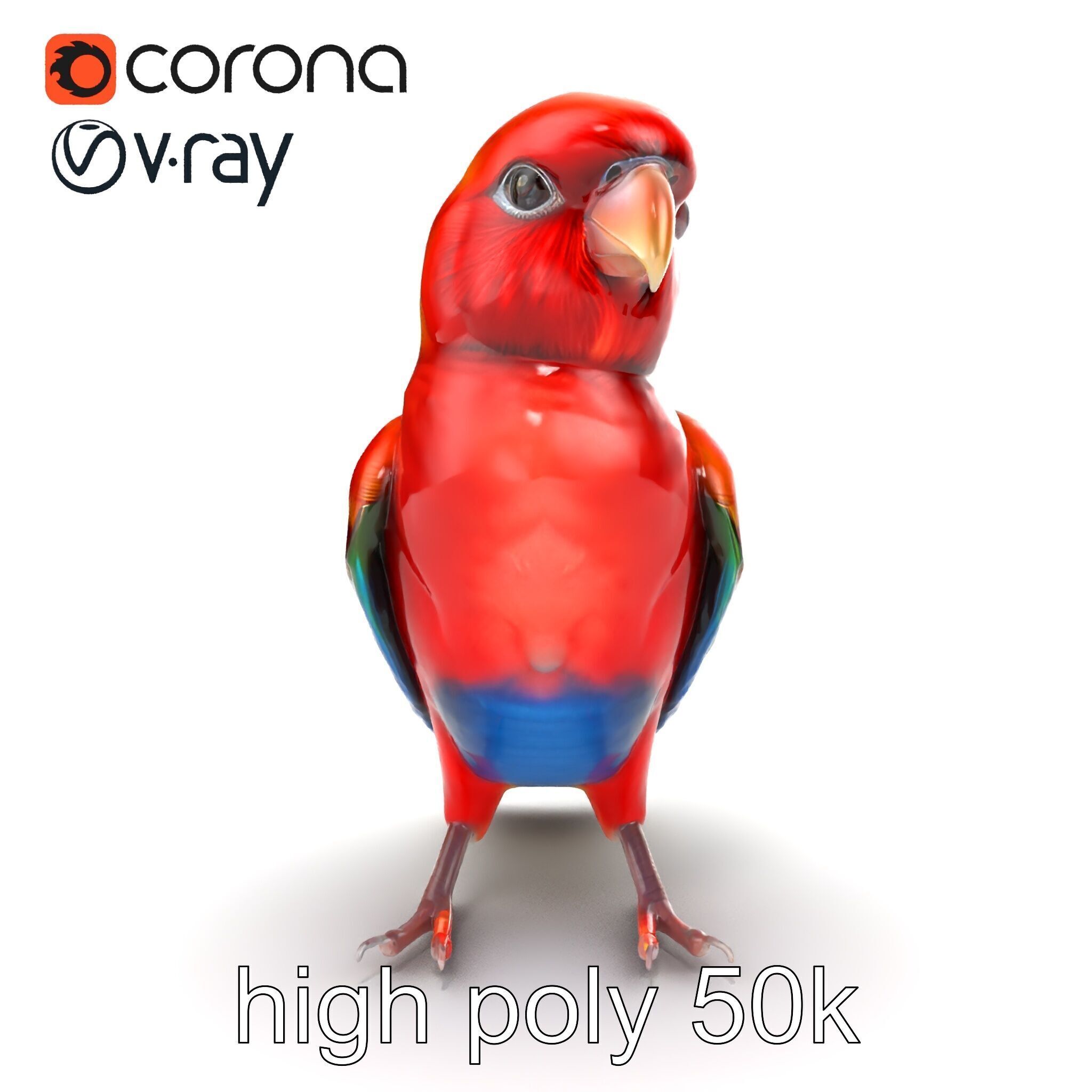 Vibrant Rosella Parrot 3D model pack Low-poly 3D model_23
