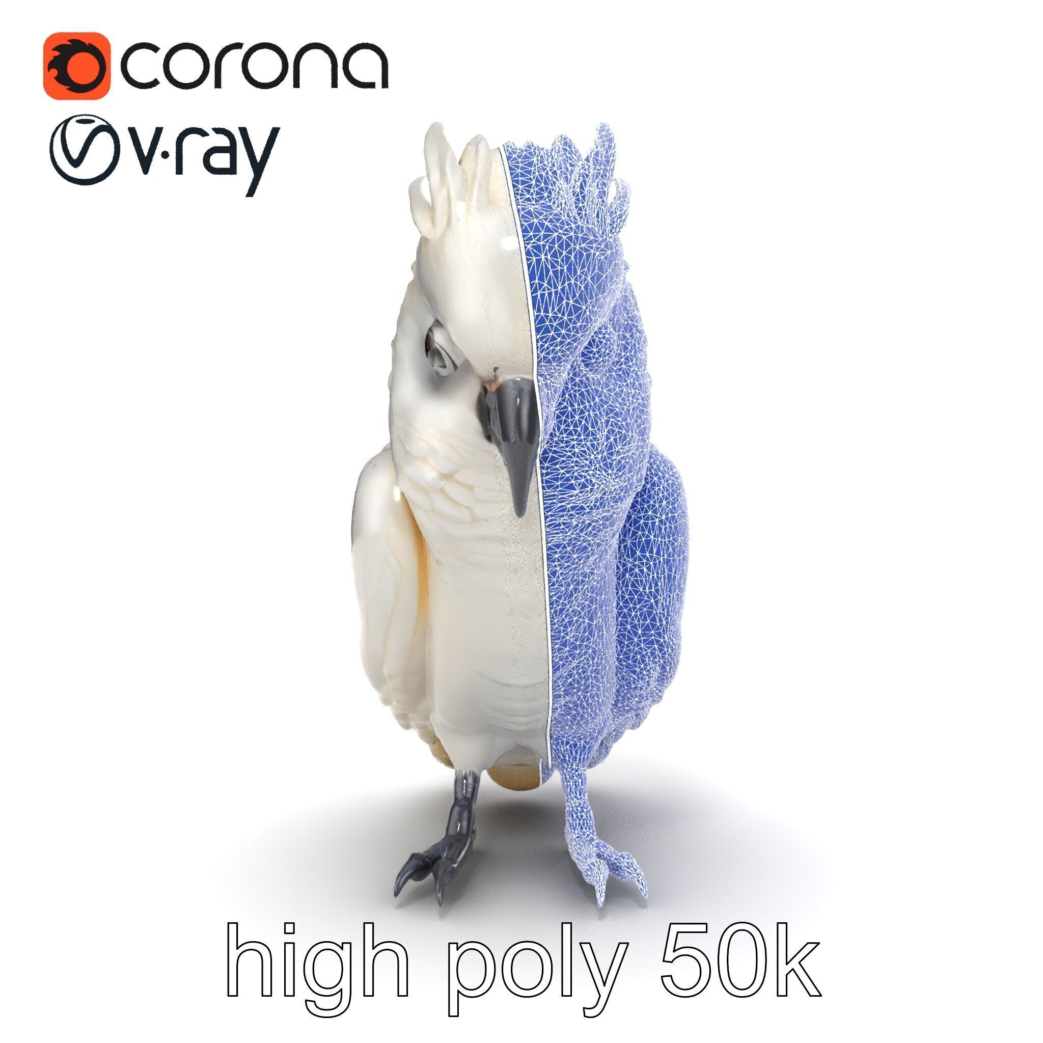 Cockatoo Bird Realistic Feather Details model pack Low-poly 3D model_21