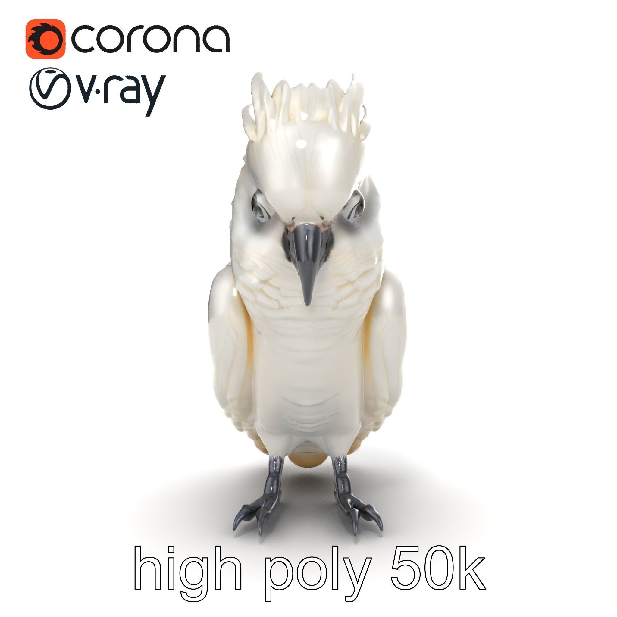 Cockatoo Bird Realistic Feather Details model pack Low-poly 3D model_15