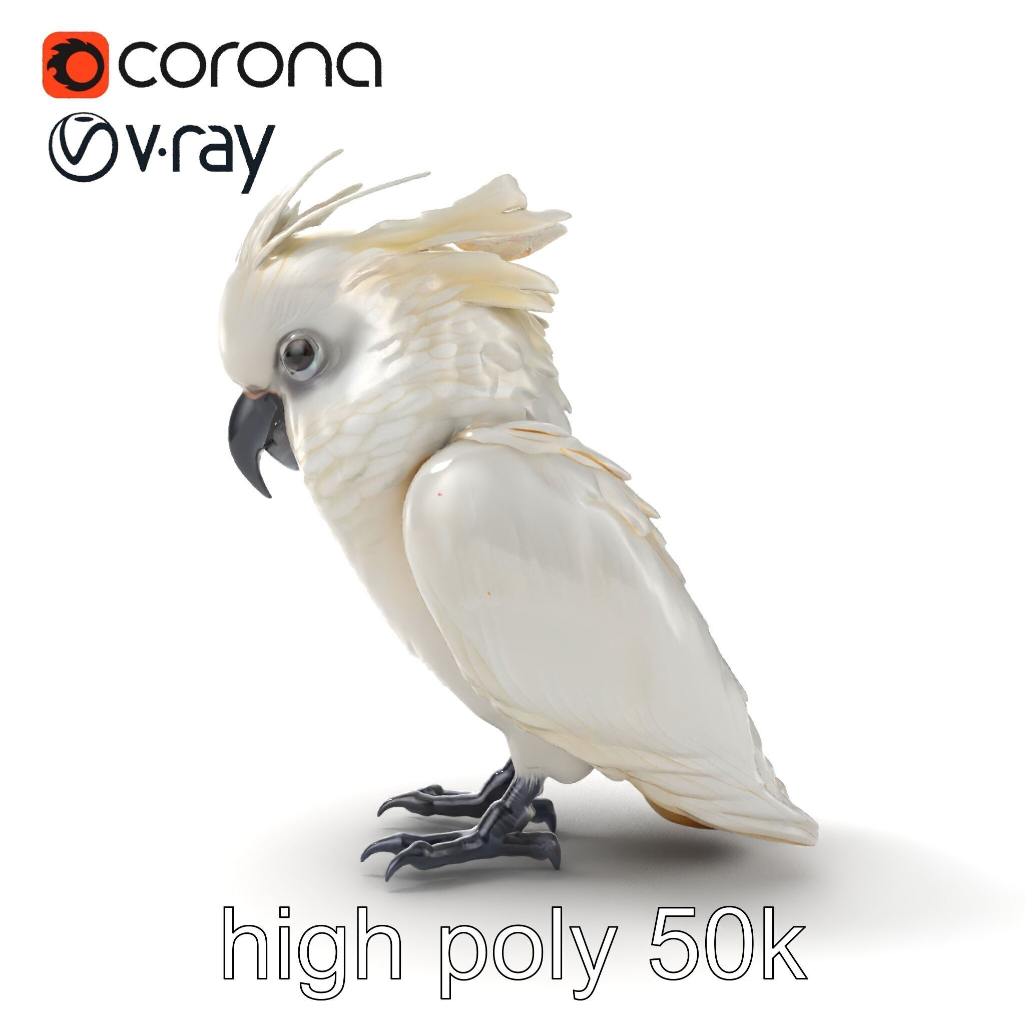 Cockatoo Bird Realistic Feather Details model pack Low-poly 3D model_23