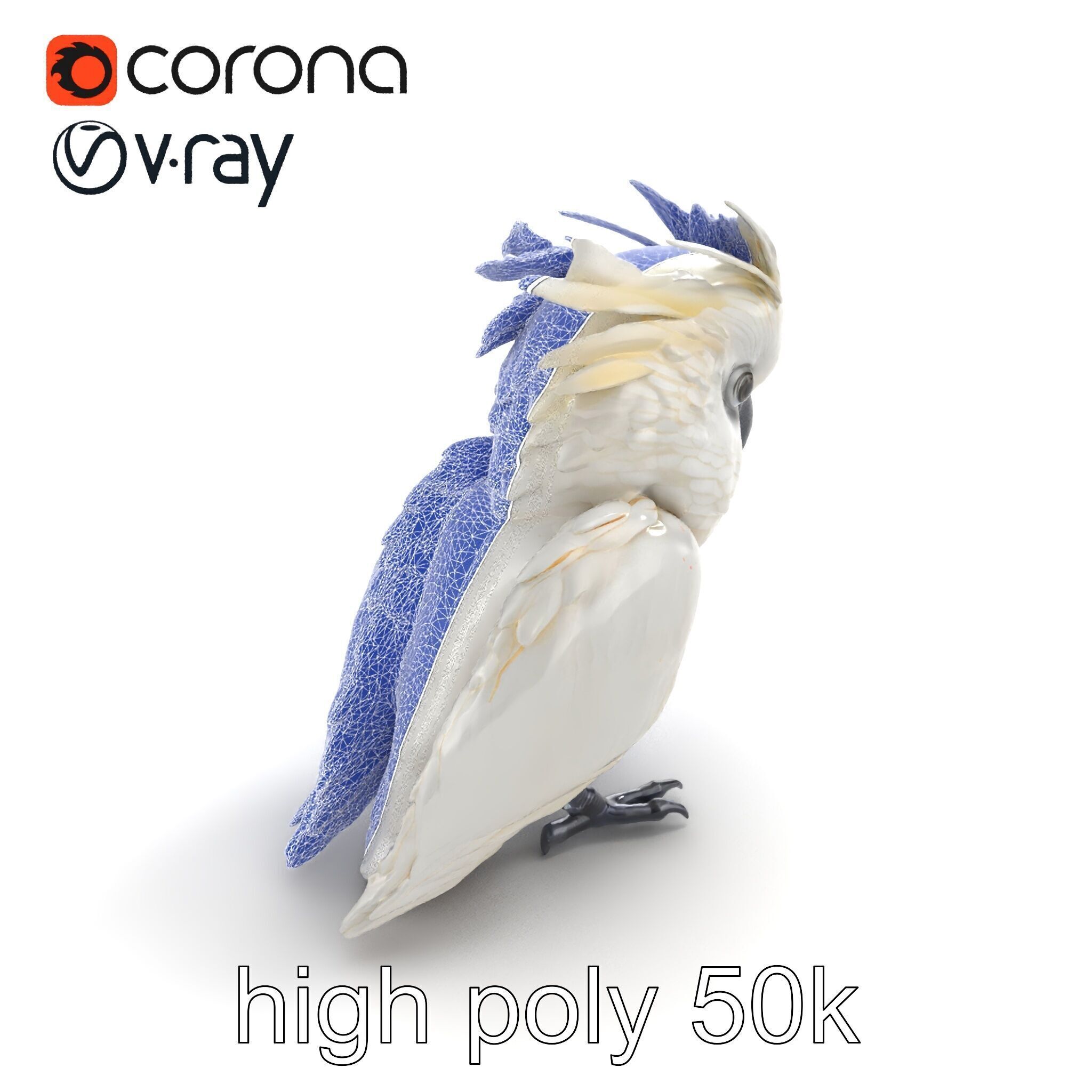 Cockatoo Bird Realistic Feather Details model pack Low-poly 3D model_12
