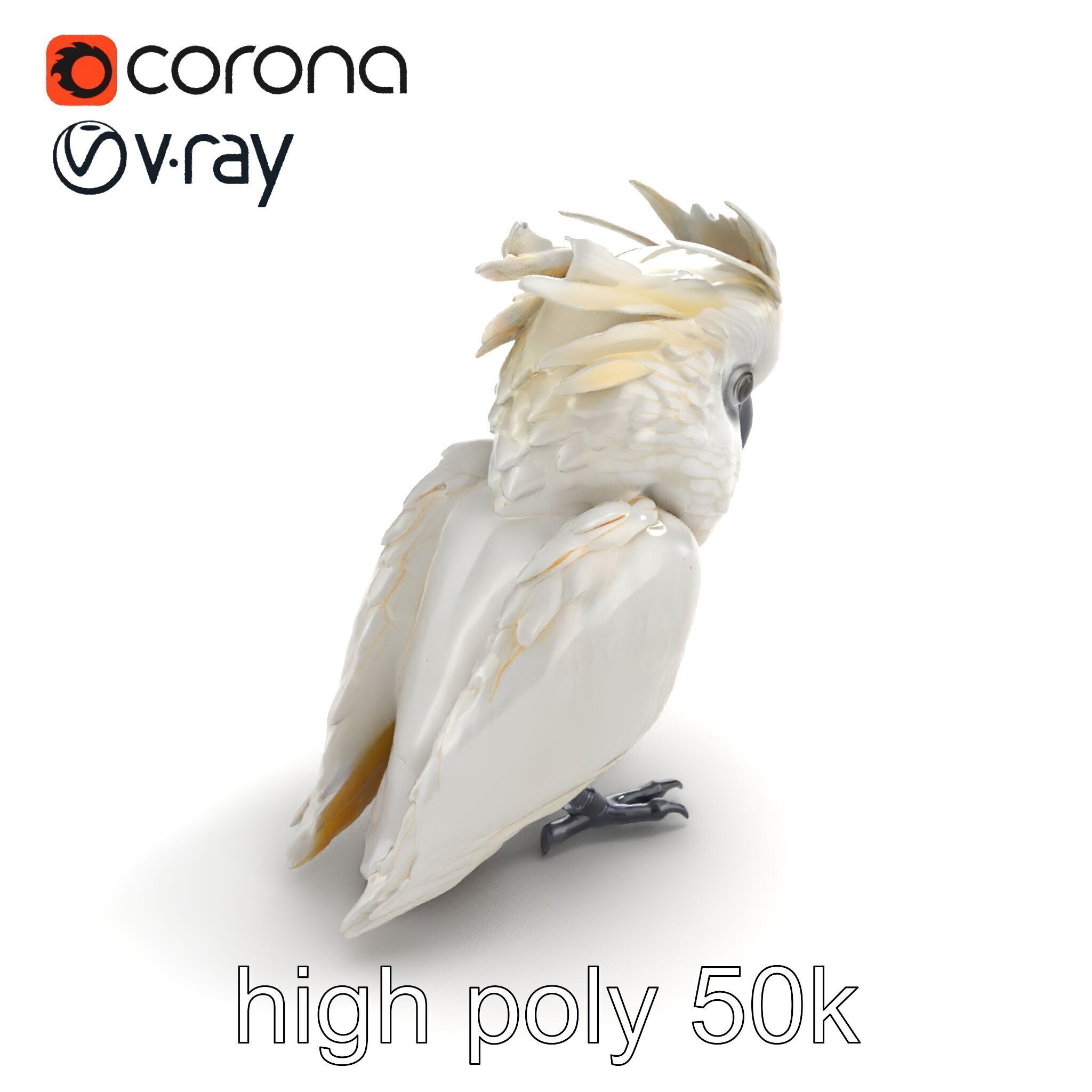 Cockatoo Bird Realistic Feather Details model pack Low-poly 3D model_9