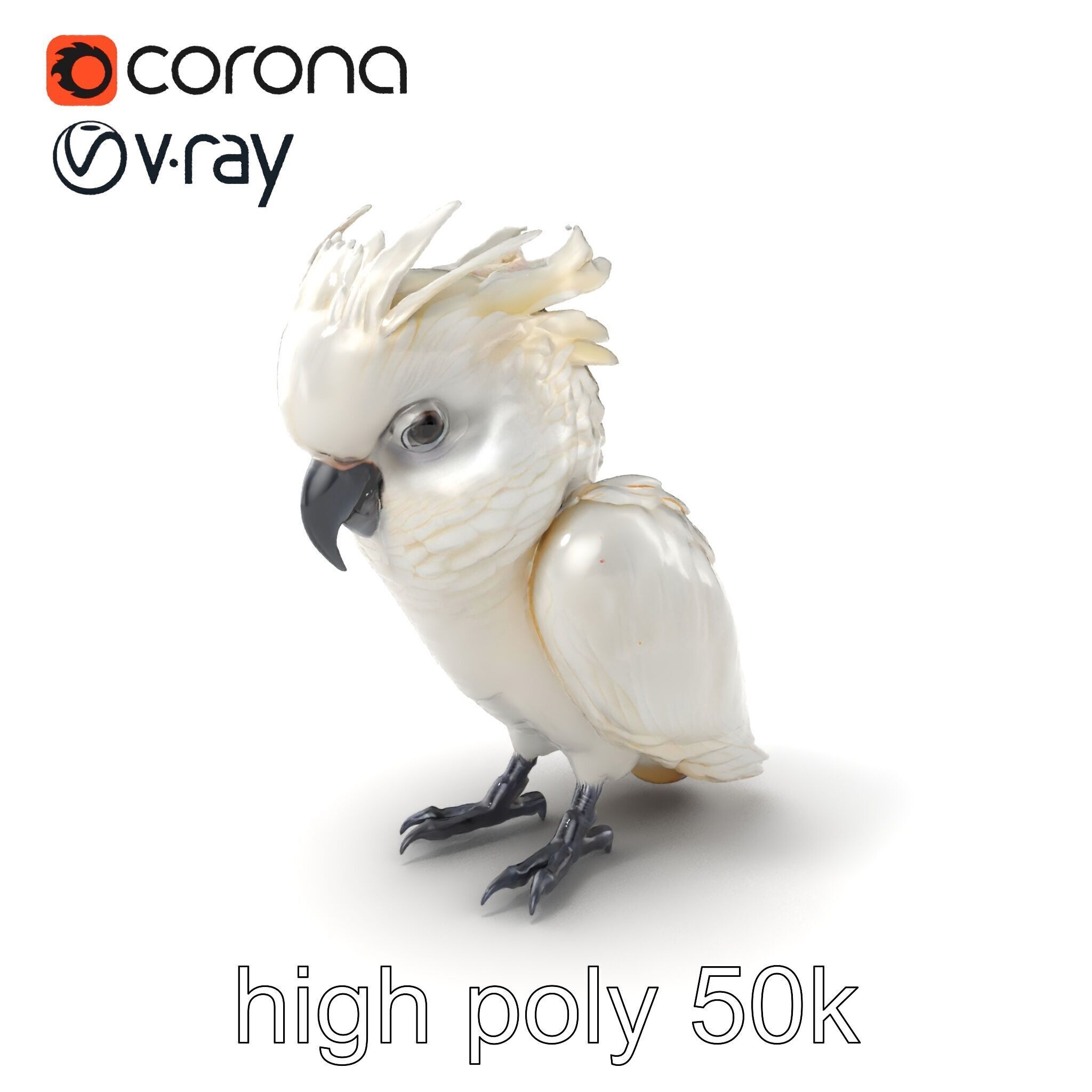 Cockatoo Bird Realistic Feather Details model pack Low-poly 3D model_2