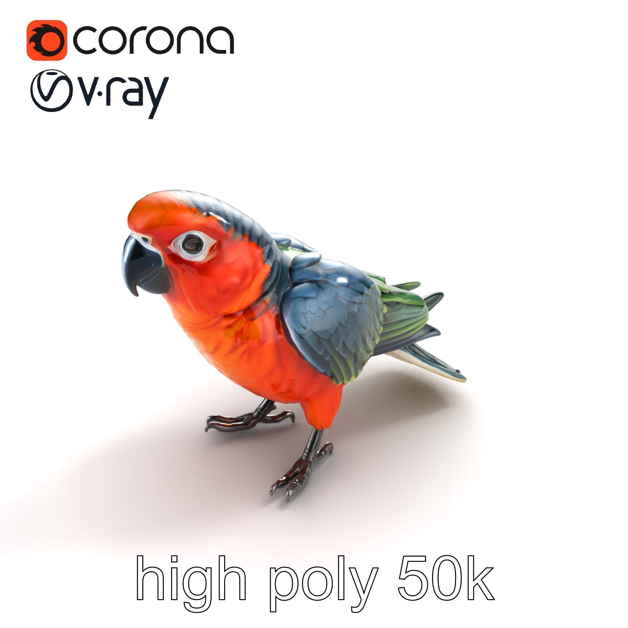 Vibrant Parrot Species Characteristics model pack Low-poly 3D model_9