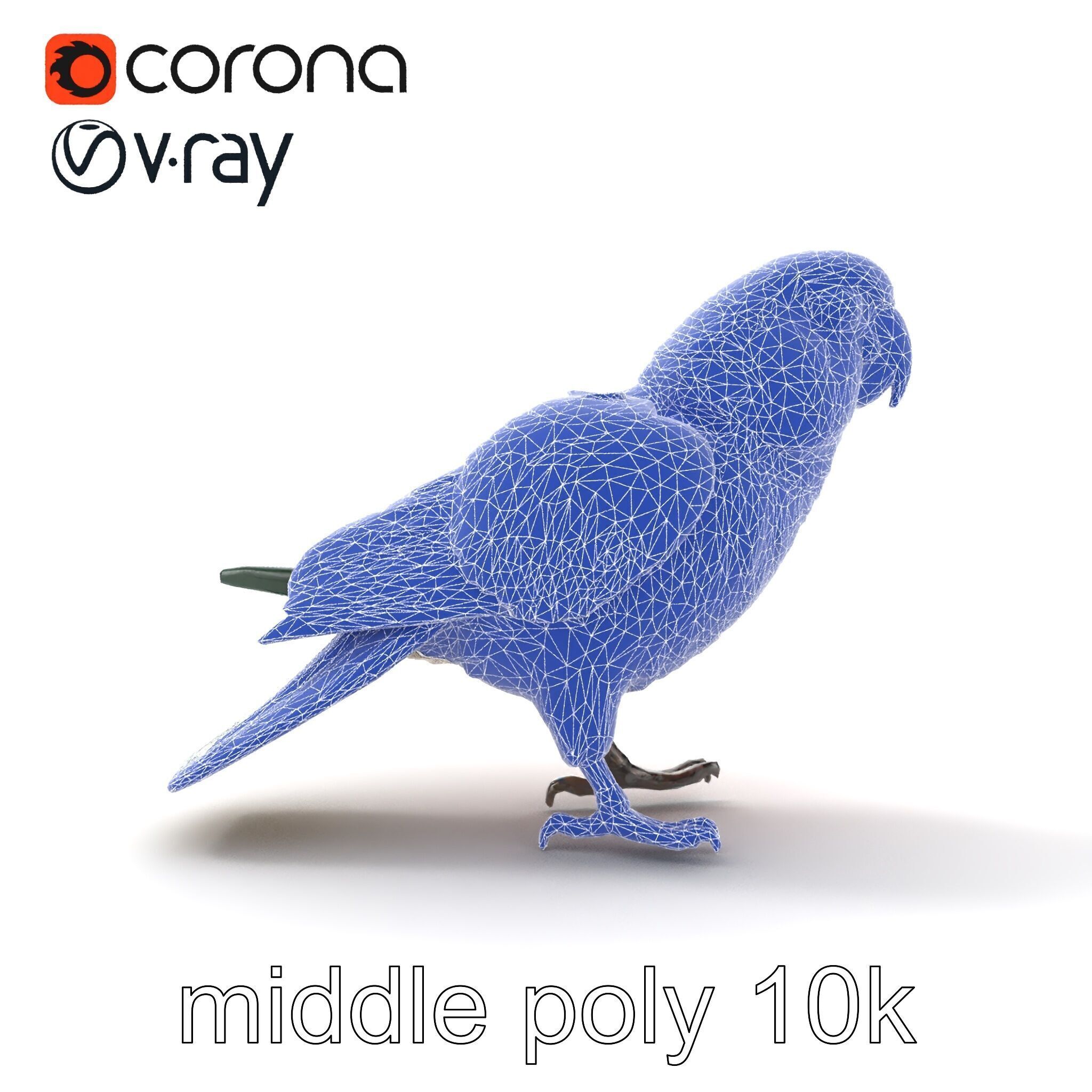 Vibrant Parrot Species Characteristics model pack Low-poly 3D model_28