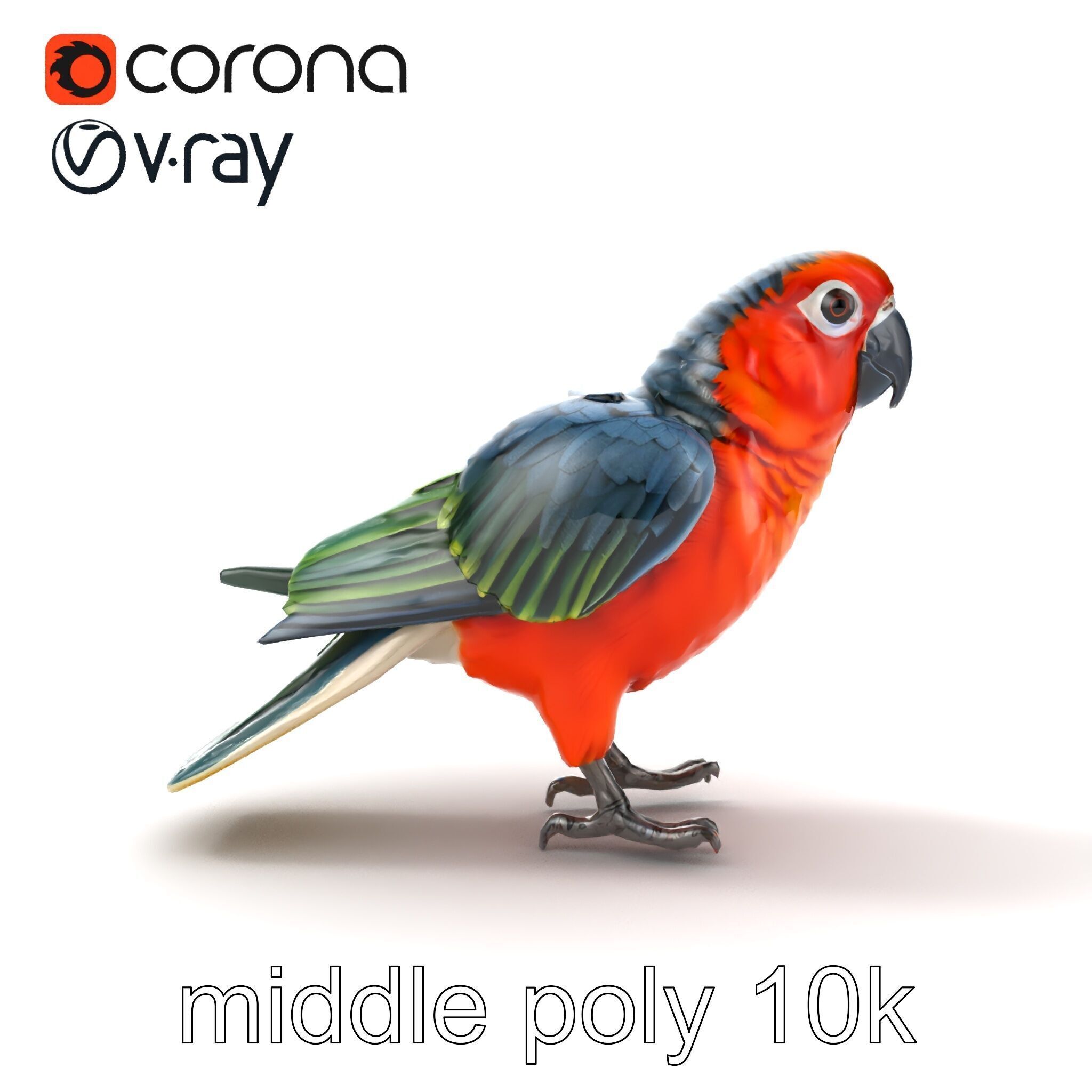 Vibrant Parrot Species Characteristics model pack Low-poly 3D model_15