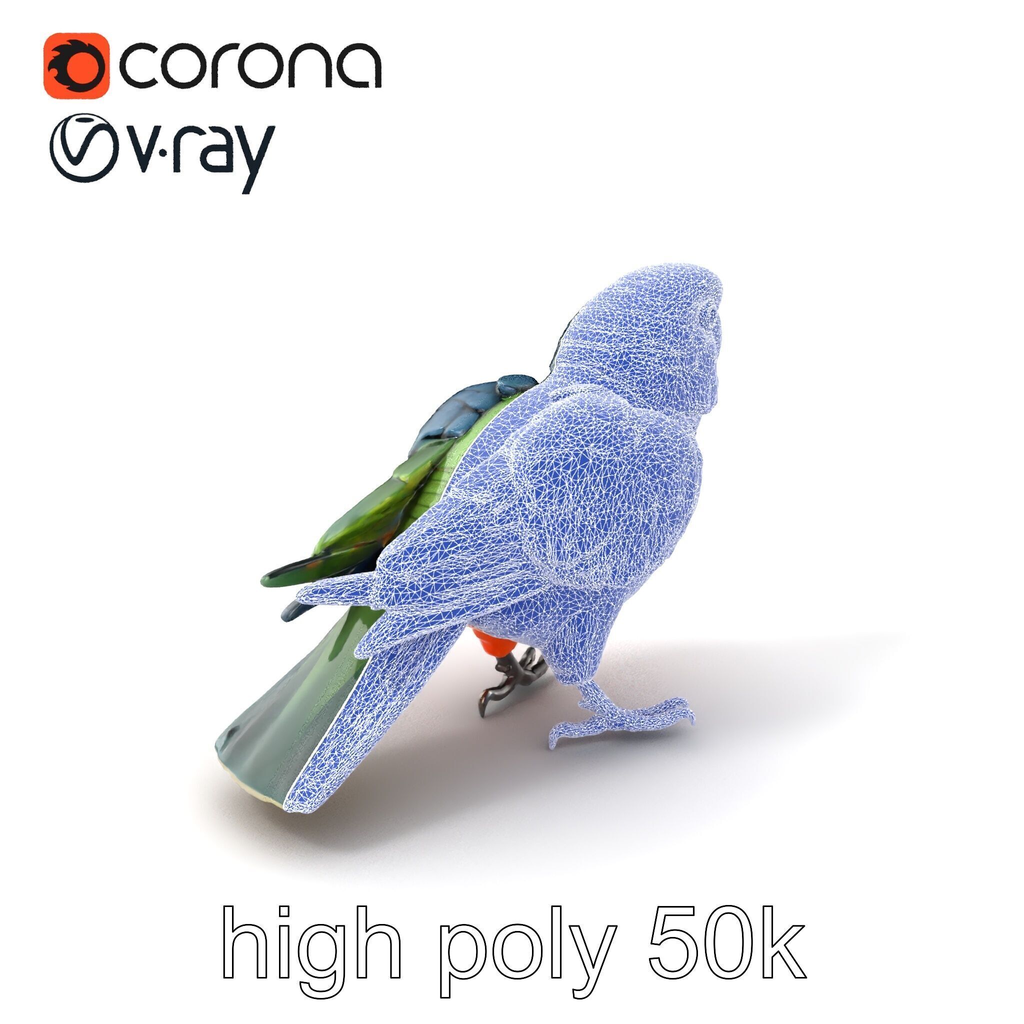 Vibrant Parrot Species Characteristics model pack Low-poly 3D model_1