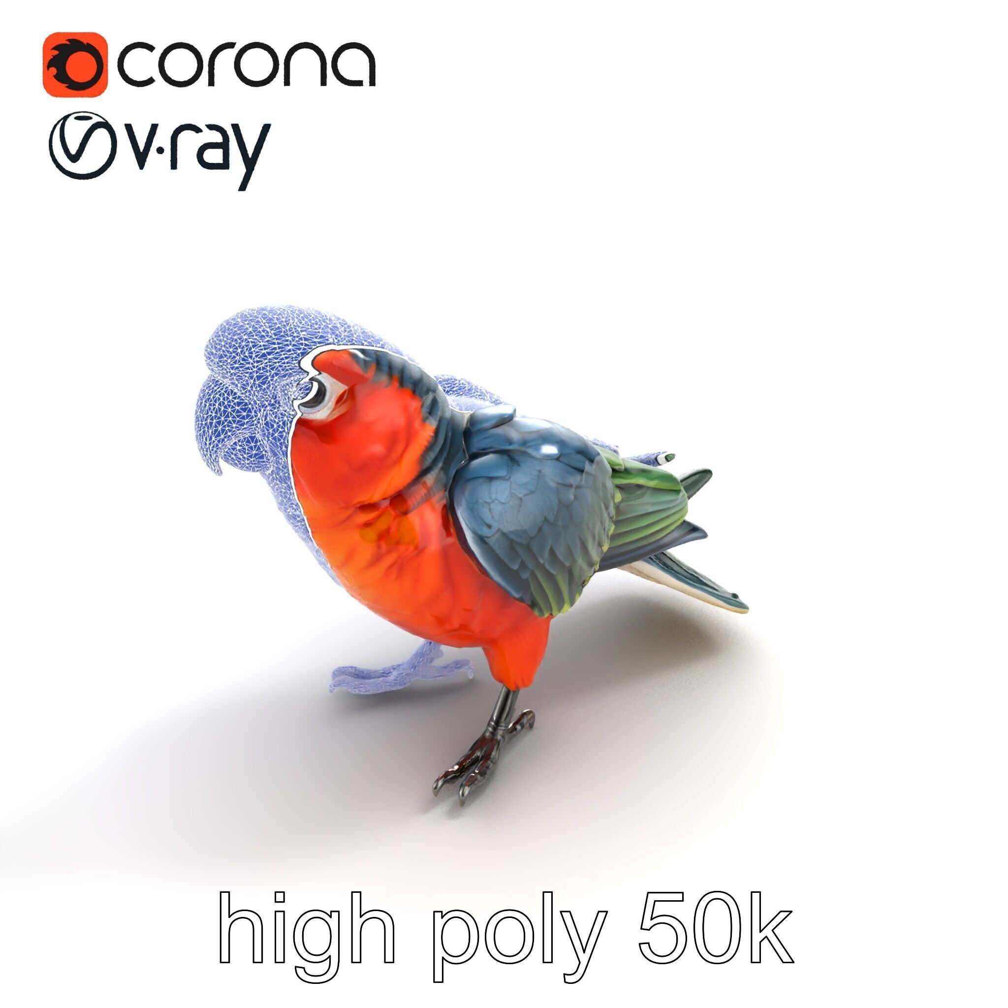 Vibrant Parrot Species Characteristics model pack Low-poly 3D model_12