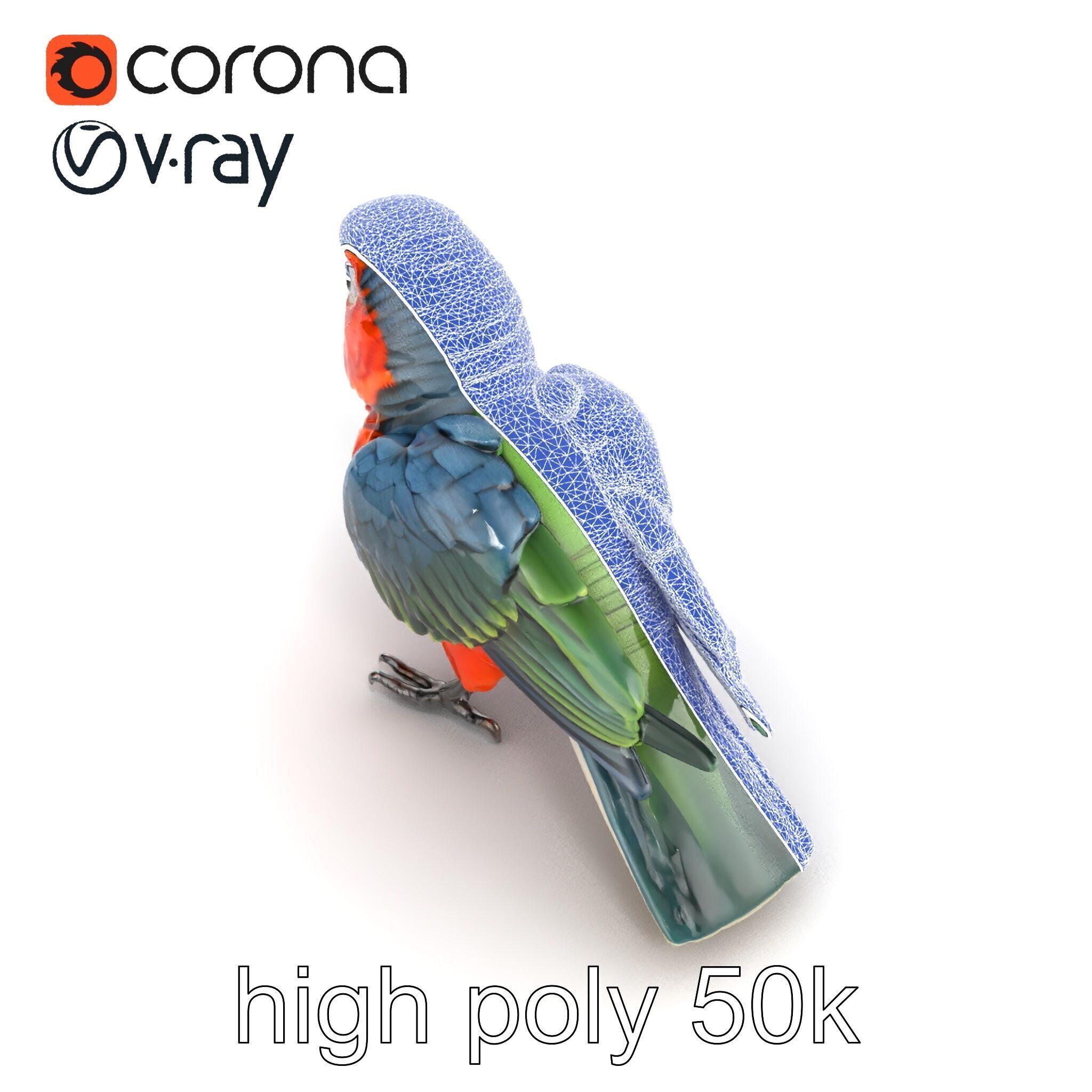 Vibrant Parrot Species Characteristics model pack Low-poly 3D model_16