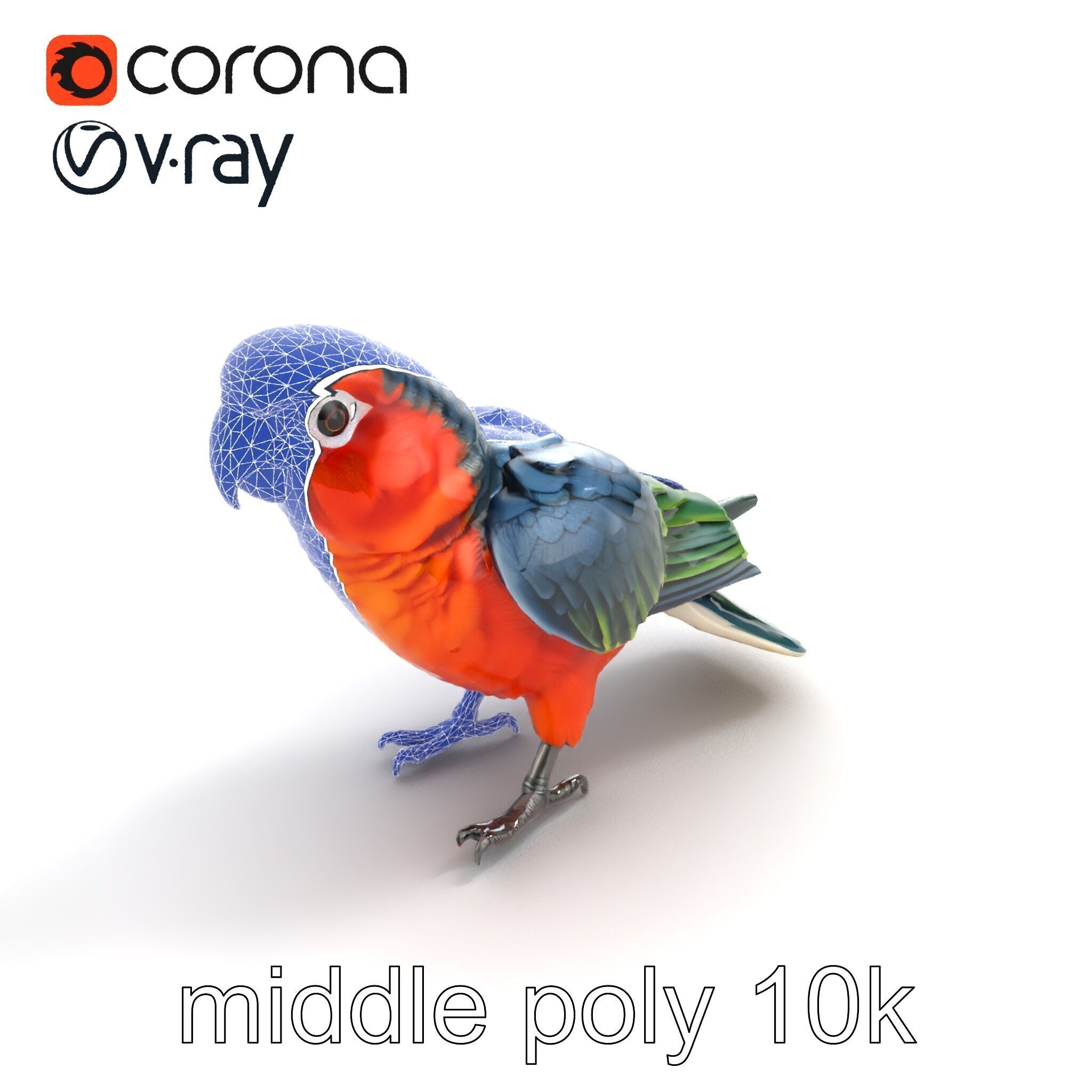 Vibrant Parrot Species Characteristics model pack Low-poly 3D model_10