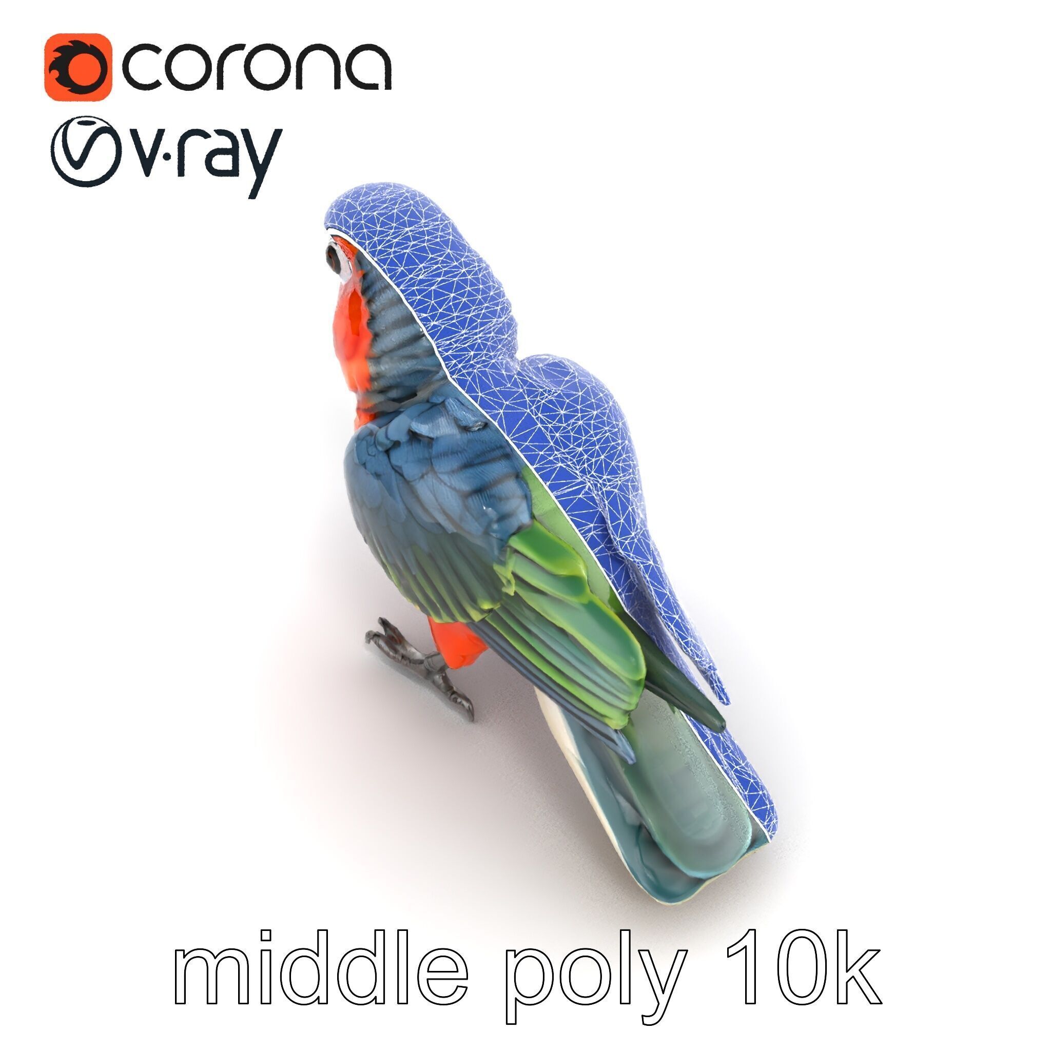 Vibrant Parrot Species Characteristics model pack Low-poly 3D model_30