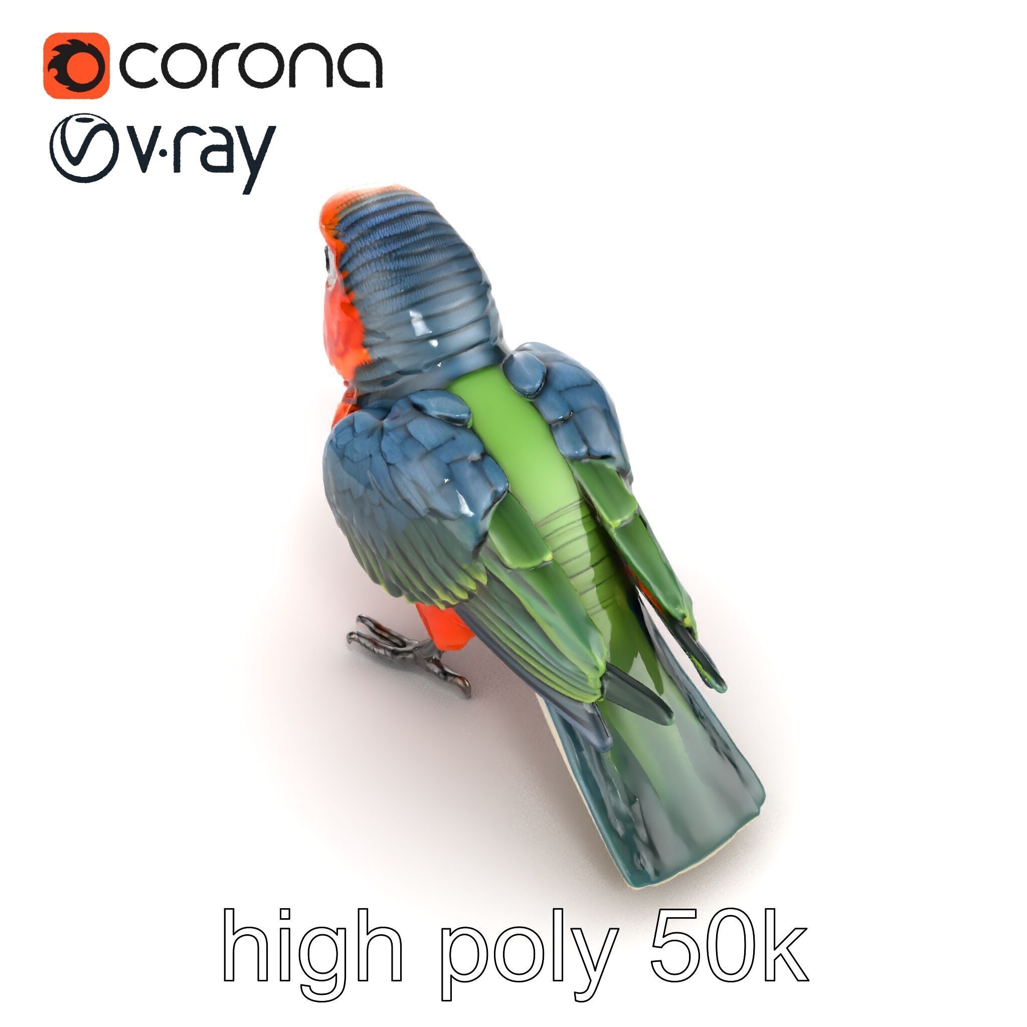 Vibrant Parrot Species Characteristics model pack Low-poly 3D model_11