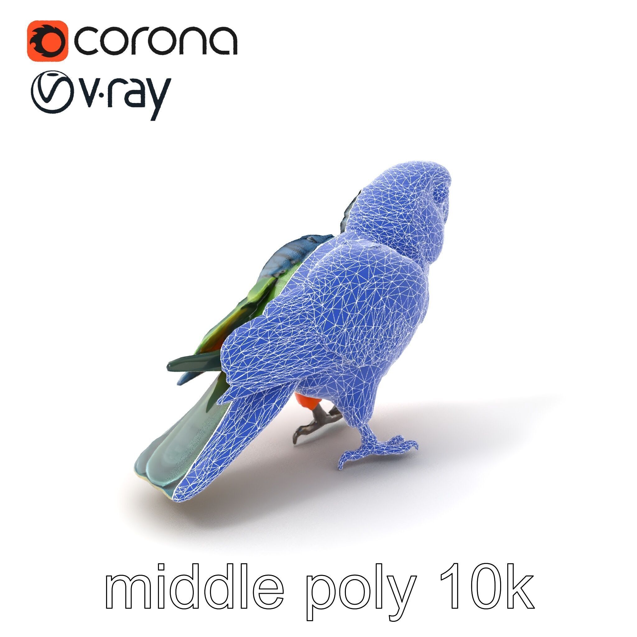 Vibrant Parrot Species Characteristics model pack Low-poly 3D model_5