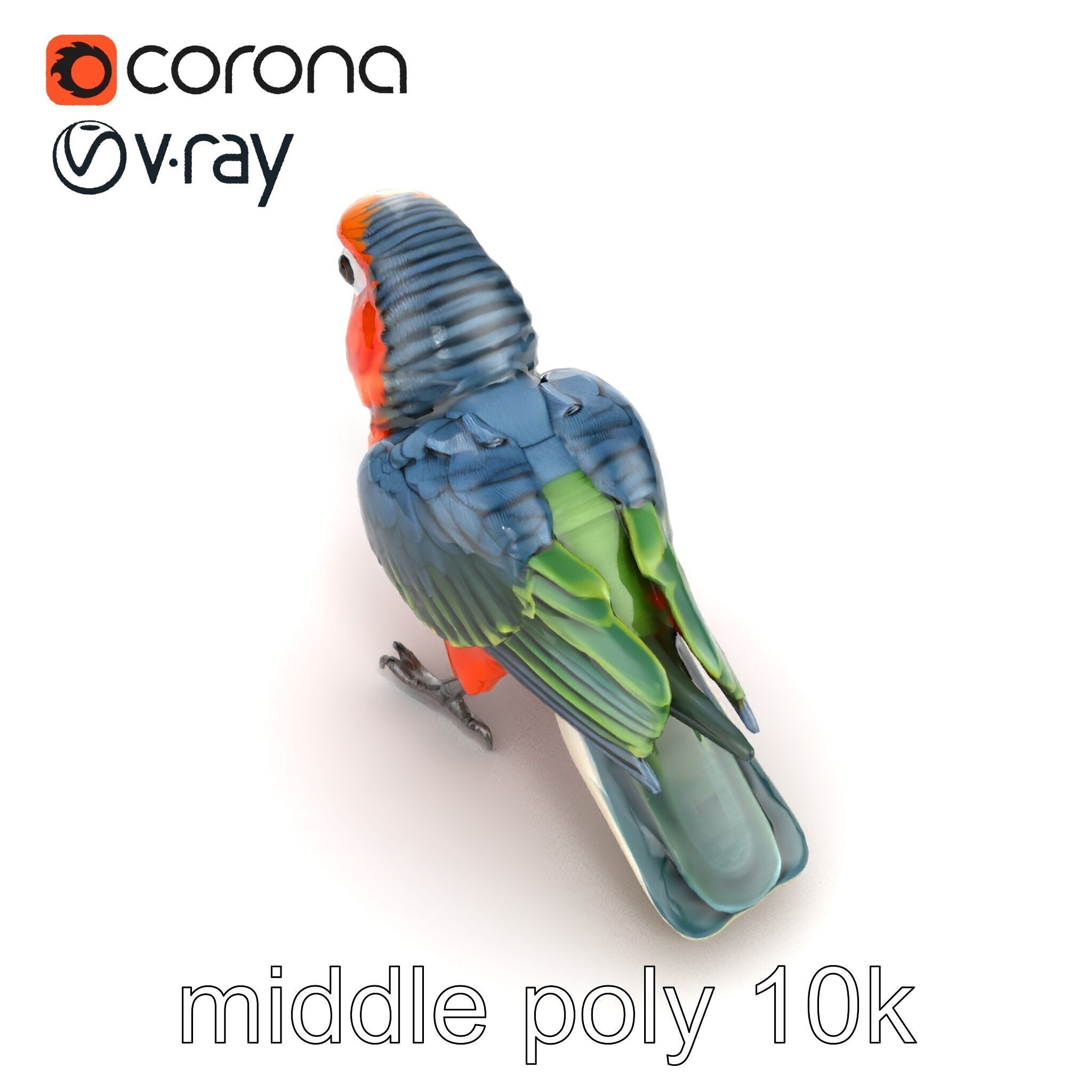 Vibrant Parrot Species Characteristics model pack Low-poly 3D model_14