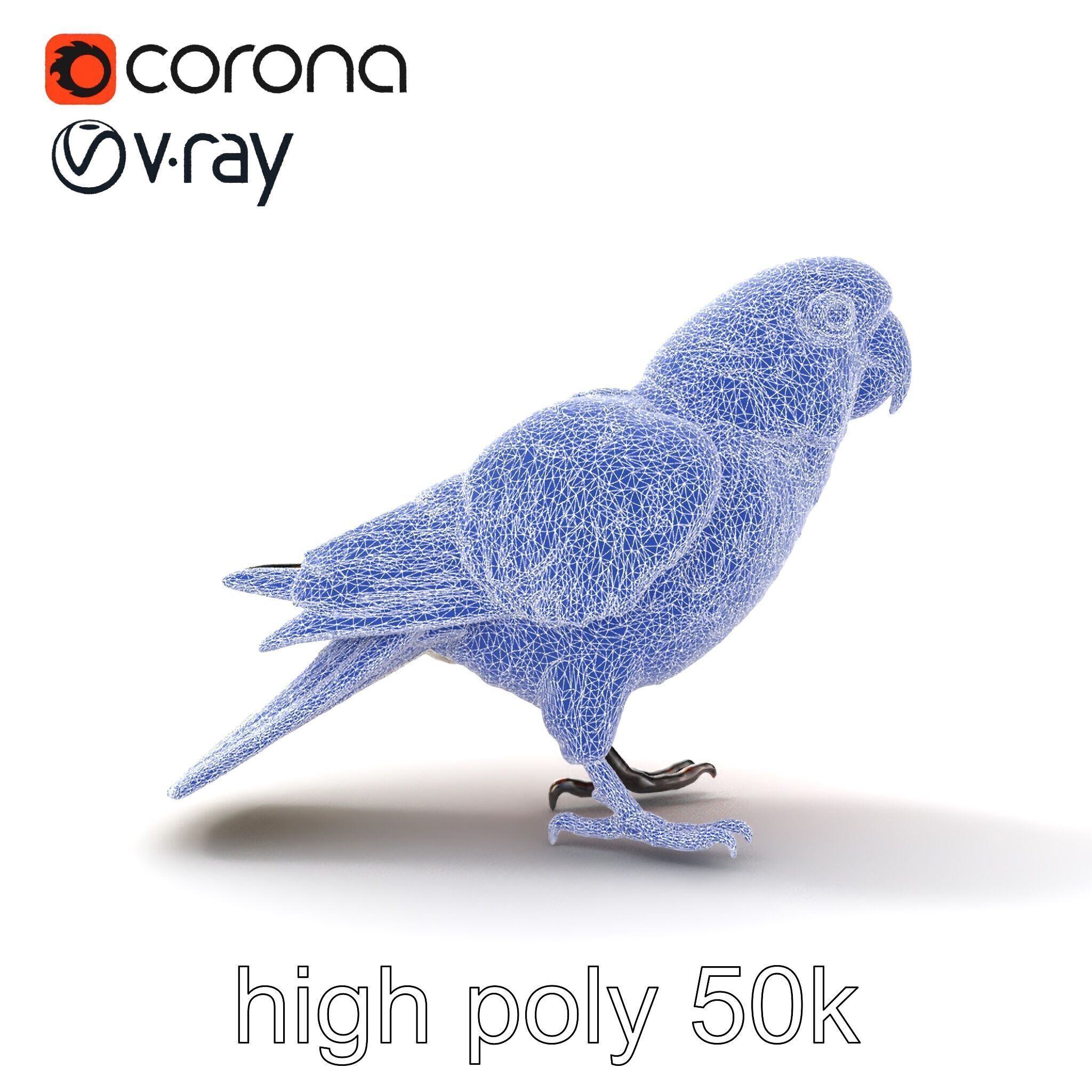 Vibrant Parrot Species Characteristics model pack Low-poly 3D model_29