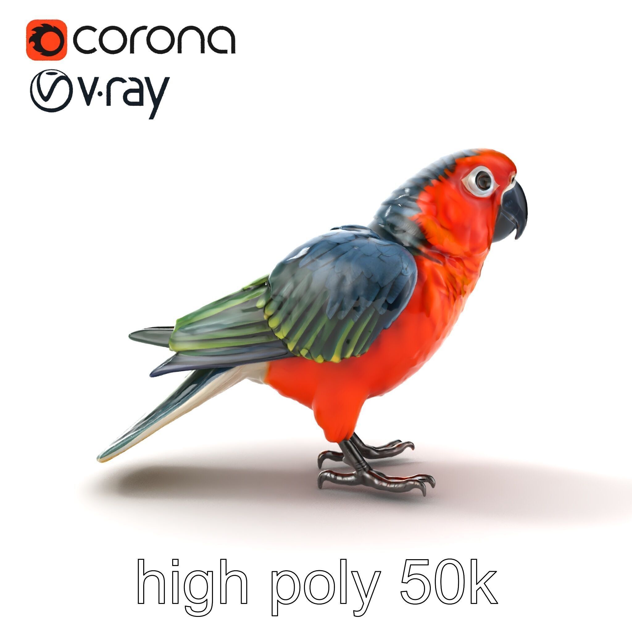 Vibrant Parrot Species Characteristics model pack Low-poly 3D model_20