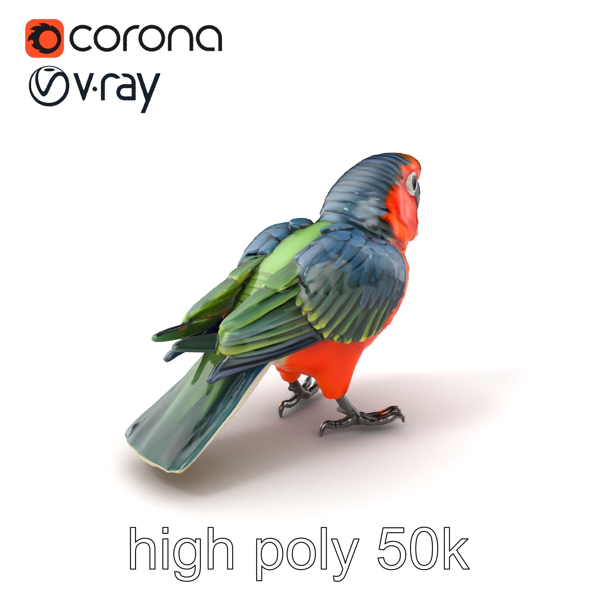Vibrant Parrot Species Characteristics model pack Low-poly 3D model_2