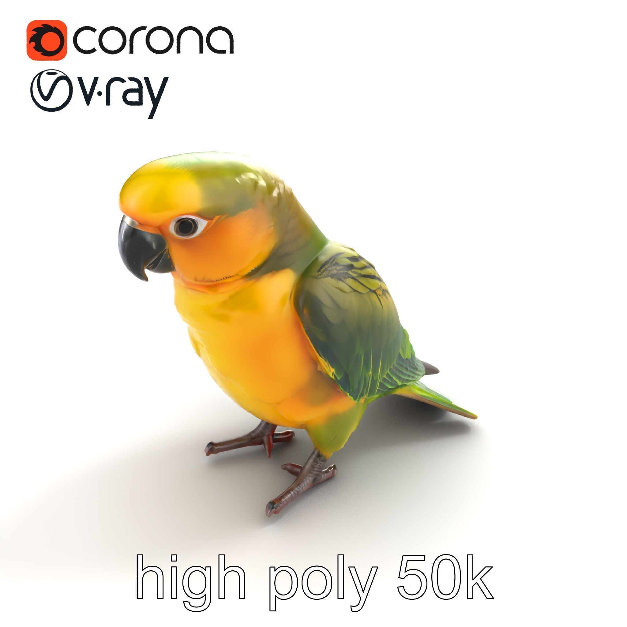 Senegal Parrot Realistic Bird Model Pack Low-poly 3D model_13