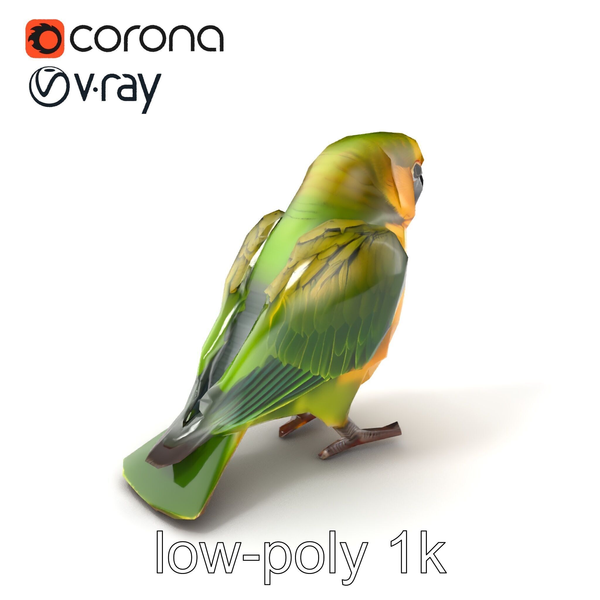 Senegal Parrot Realistic Bird Model Pack Low-poly 3D model_5