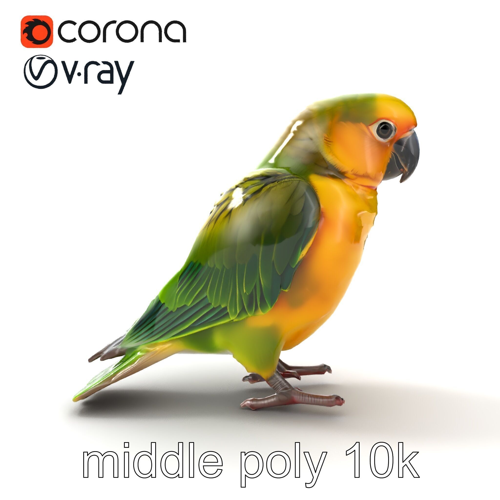 Senegal Parrot Realistic Bird Model Pack Low-poly 3D model_26
