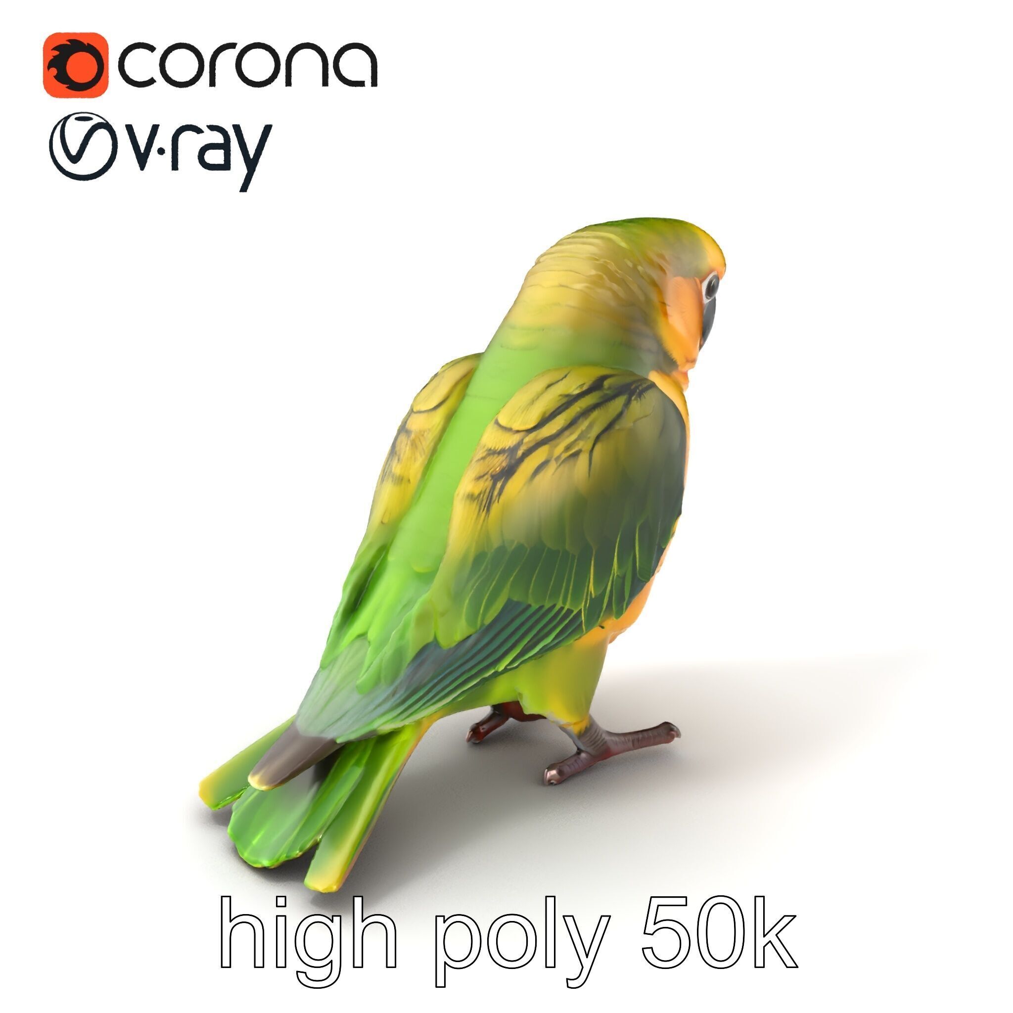Senegal Parrot Realistic Bird Model Pack Low-poly 3D model_2
