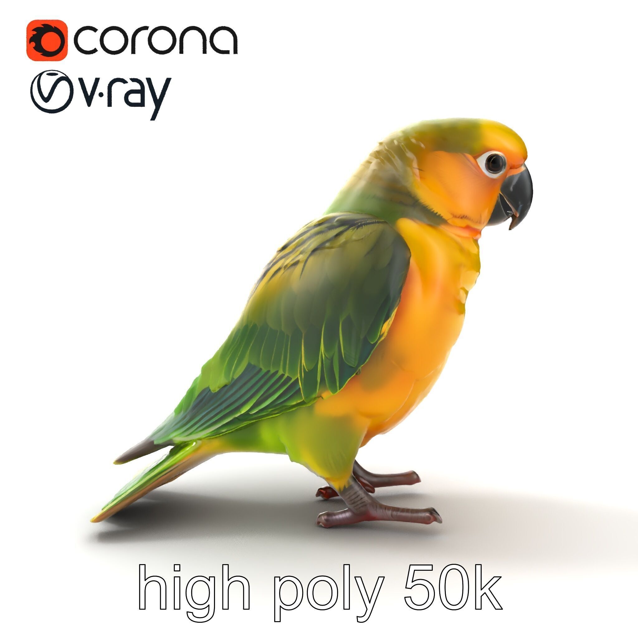 Senegal Parrot Realistic Bird Model Pack Low-poly 3D model_24