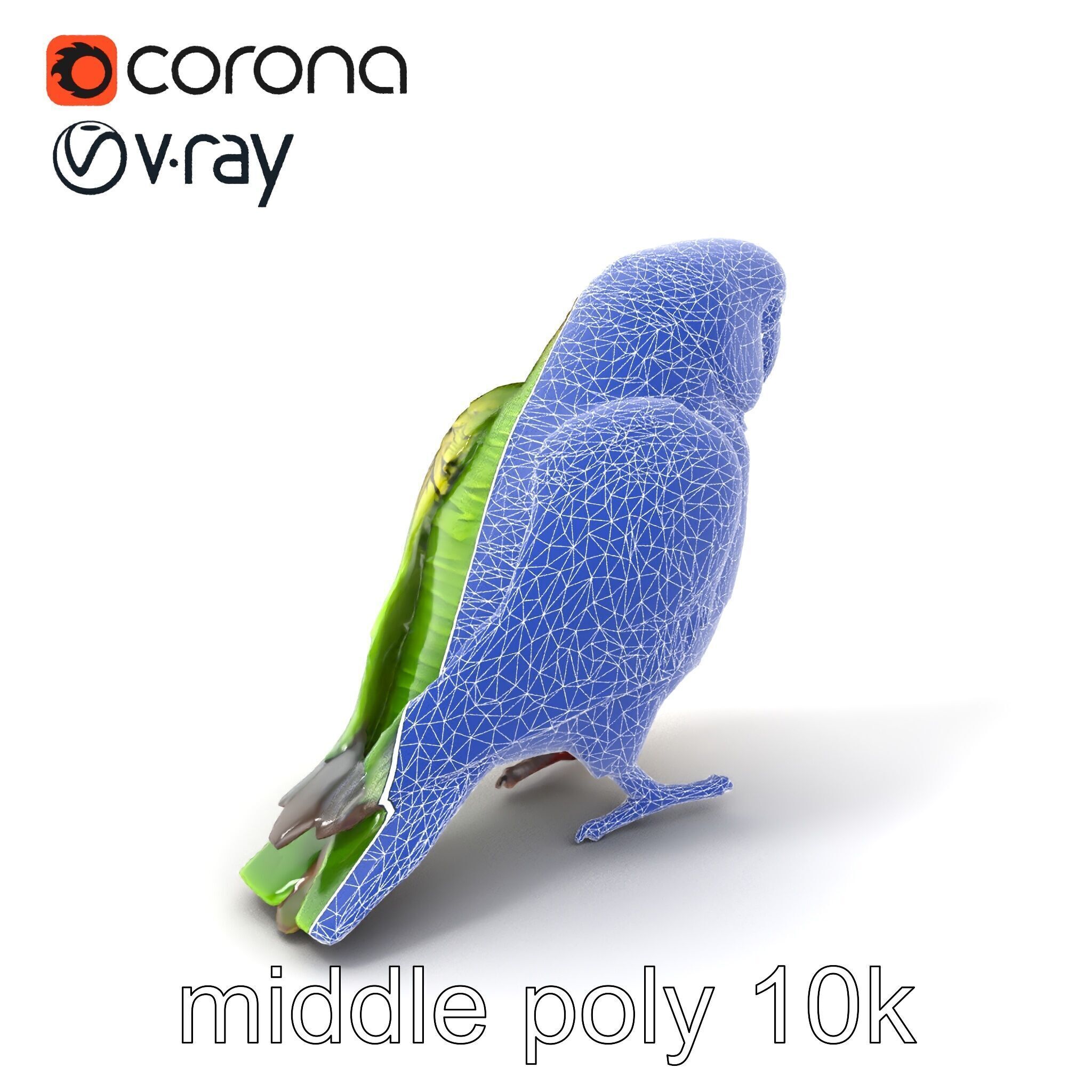 Senegal Parrot Realistic Bird Model Pack Low-poly 3D model_6