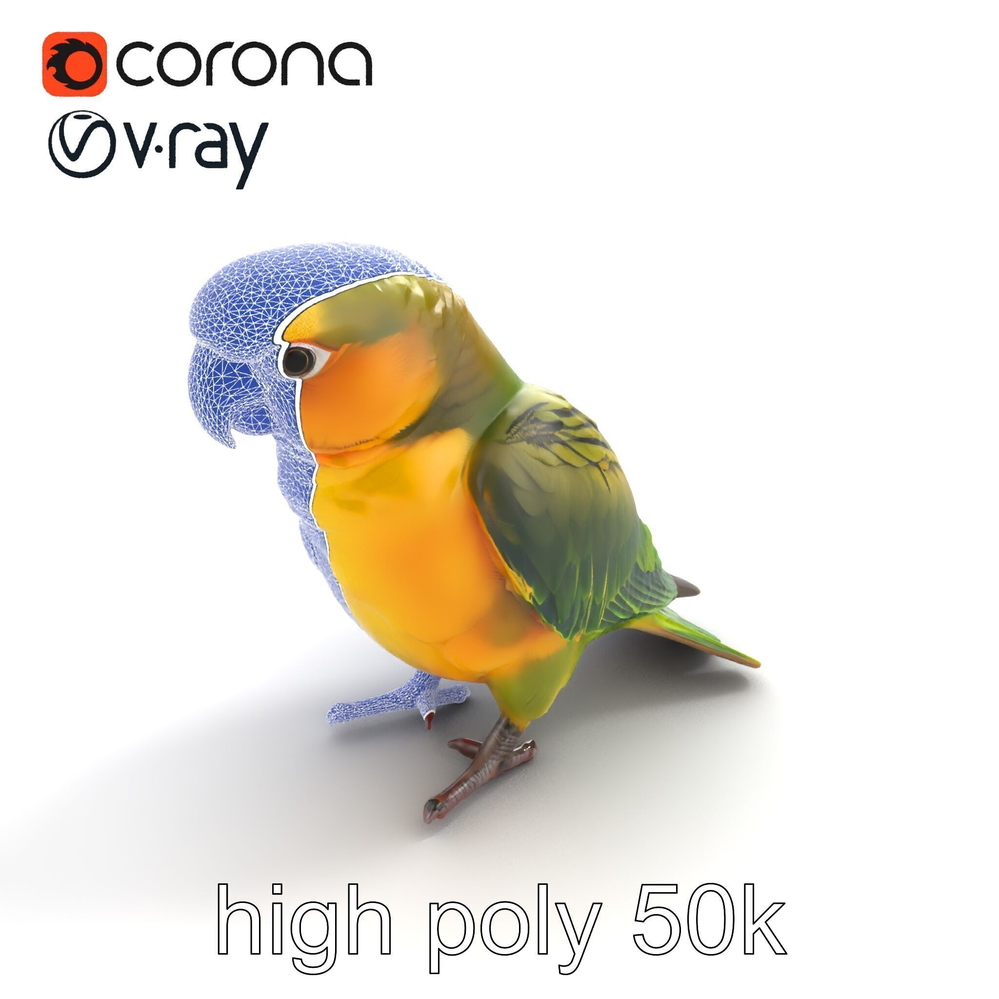 Senegal Parrot Realistic Bird Model Pack Low-poly 3D model_29