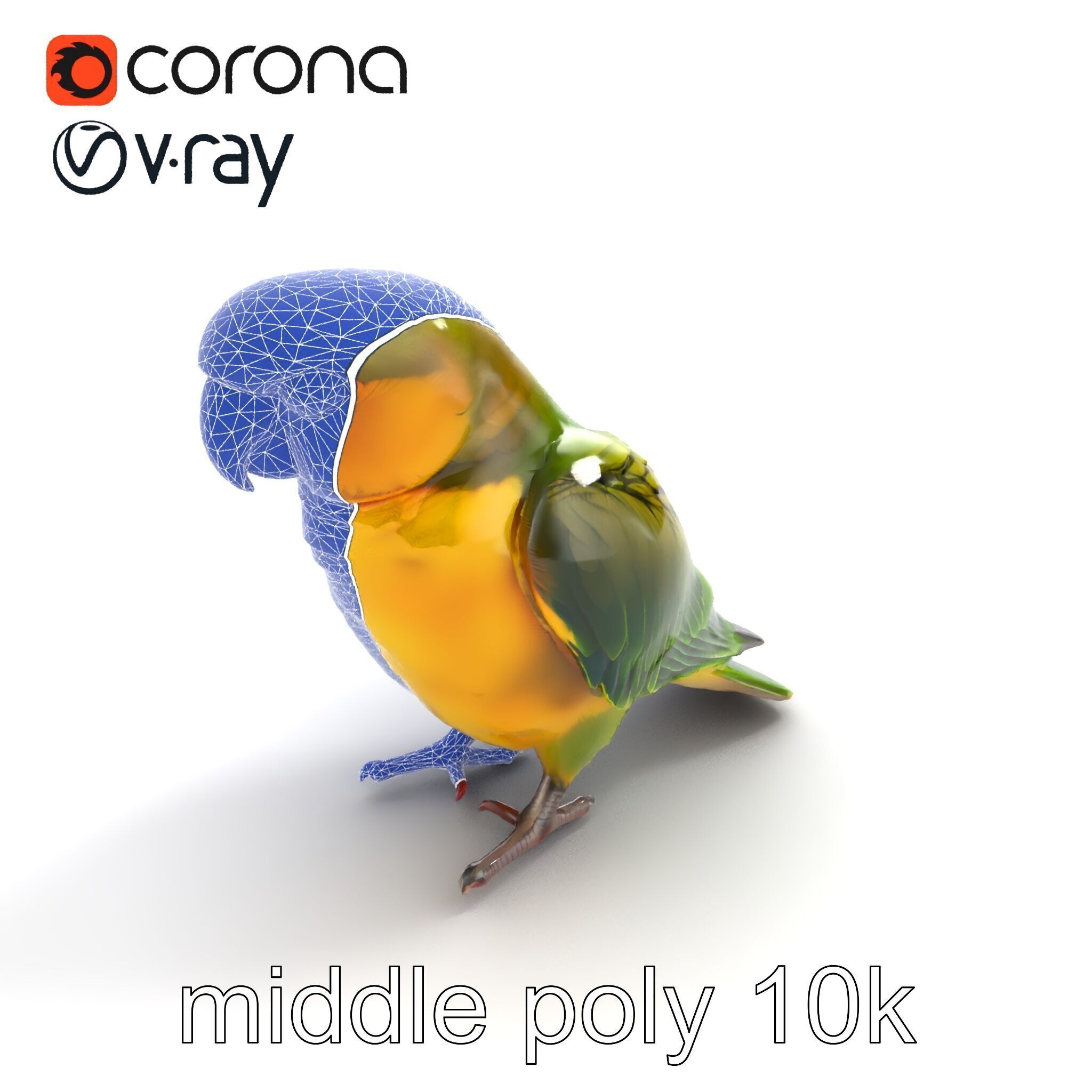 Senegal Parrot Realistic Bird Model Pack Low-poly 3D model_11