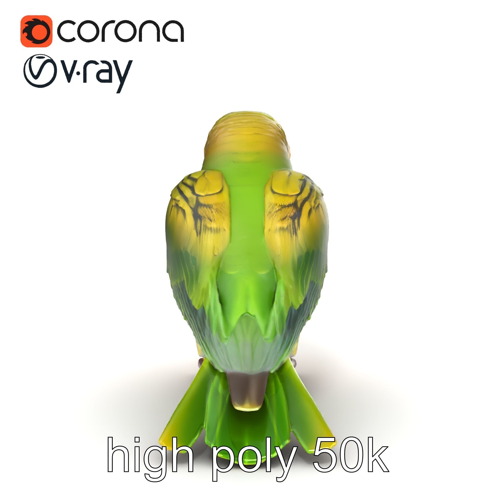Senegal Parrot Realistic Bird Model Pack Low-poly 3D model_15