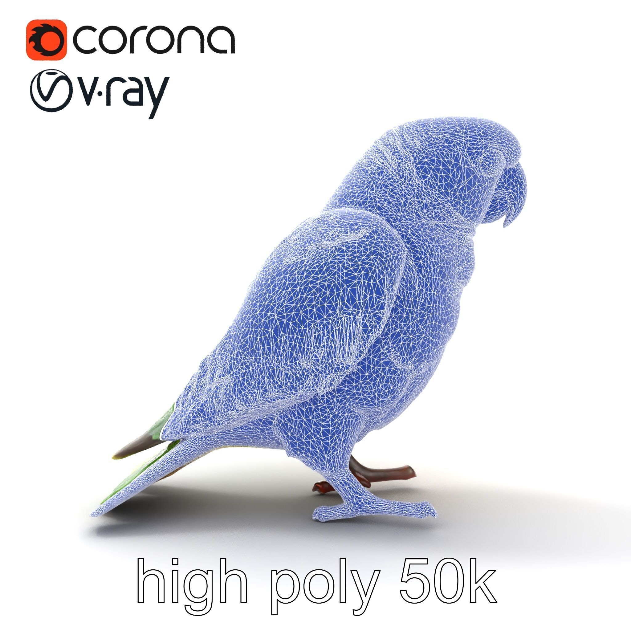 Senegal Parrot Realistic Bird Model Pack Low-poly 3D model_22