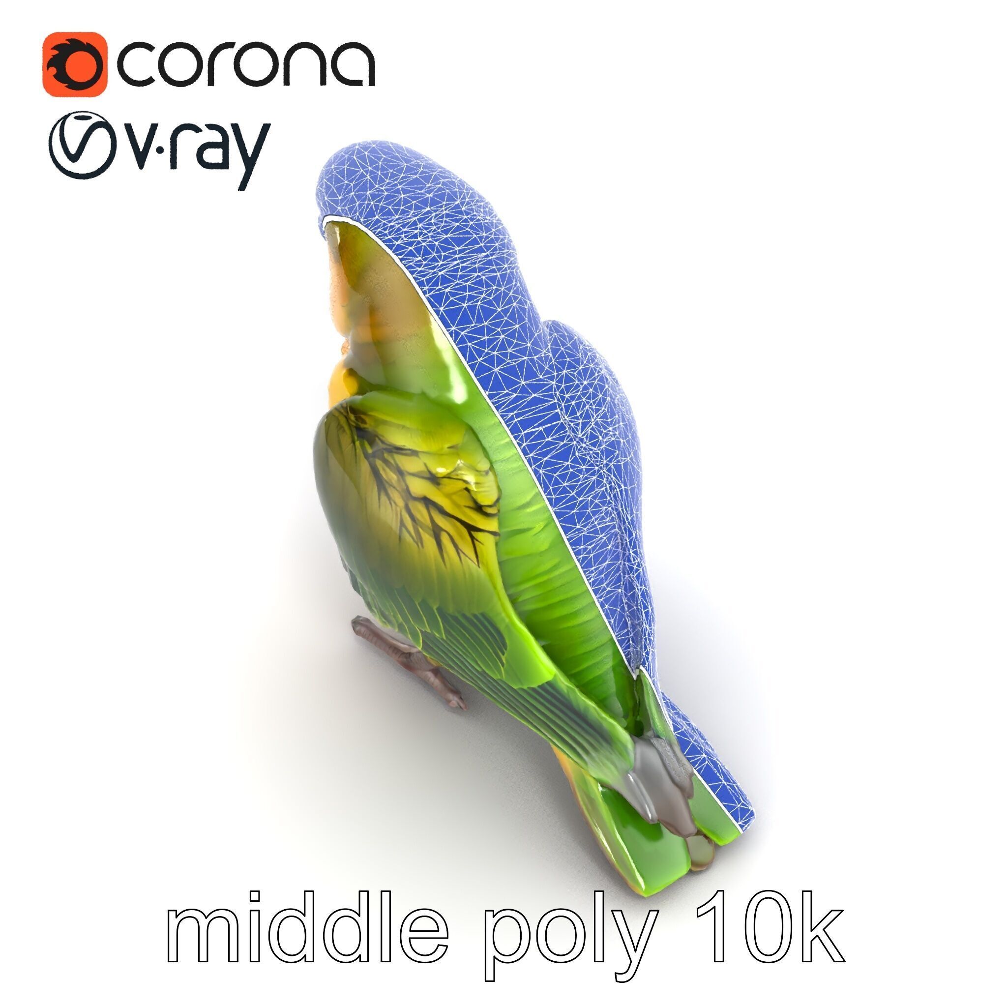 Senegal Parrot Realistic Bird Model Pack Low-poly 3D model_28