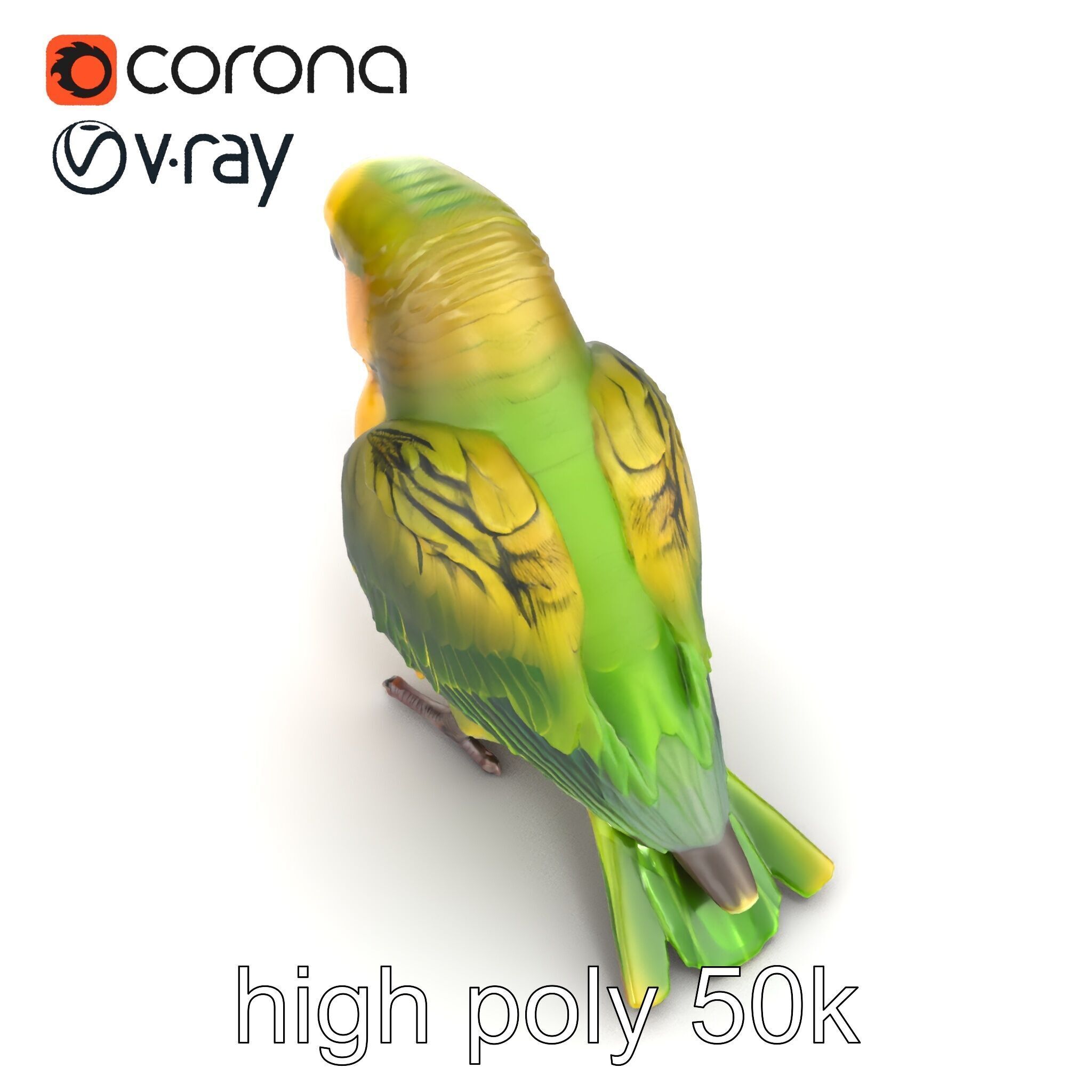 Senegal Parrot Realistic Bird Model Pack Low-poly 3D model_16