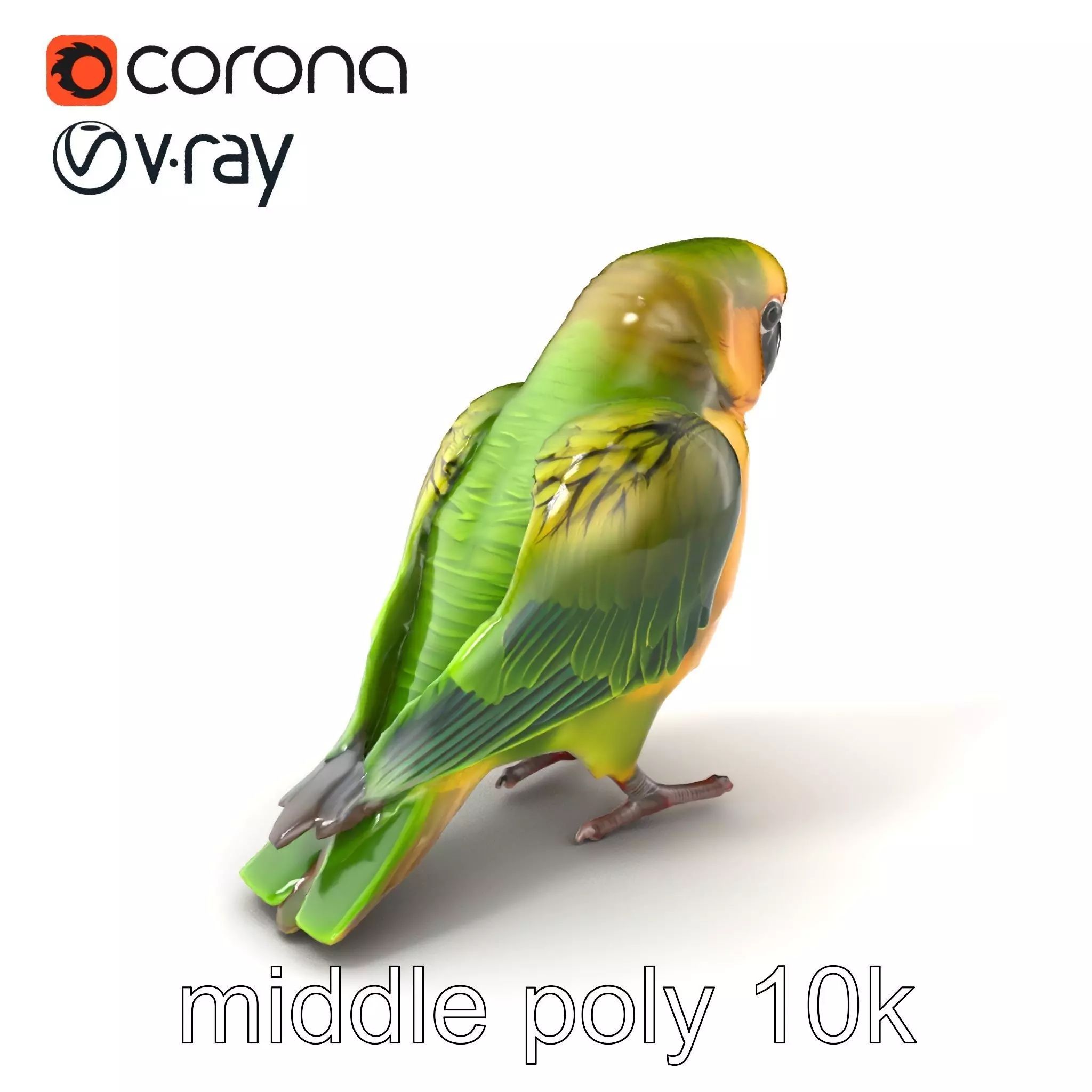 Senegal Parrot Realistic Bird Model Pack Low-poly 3D model_0