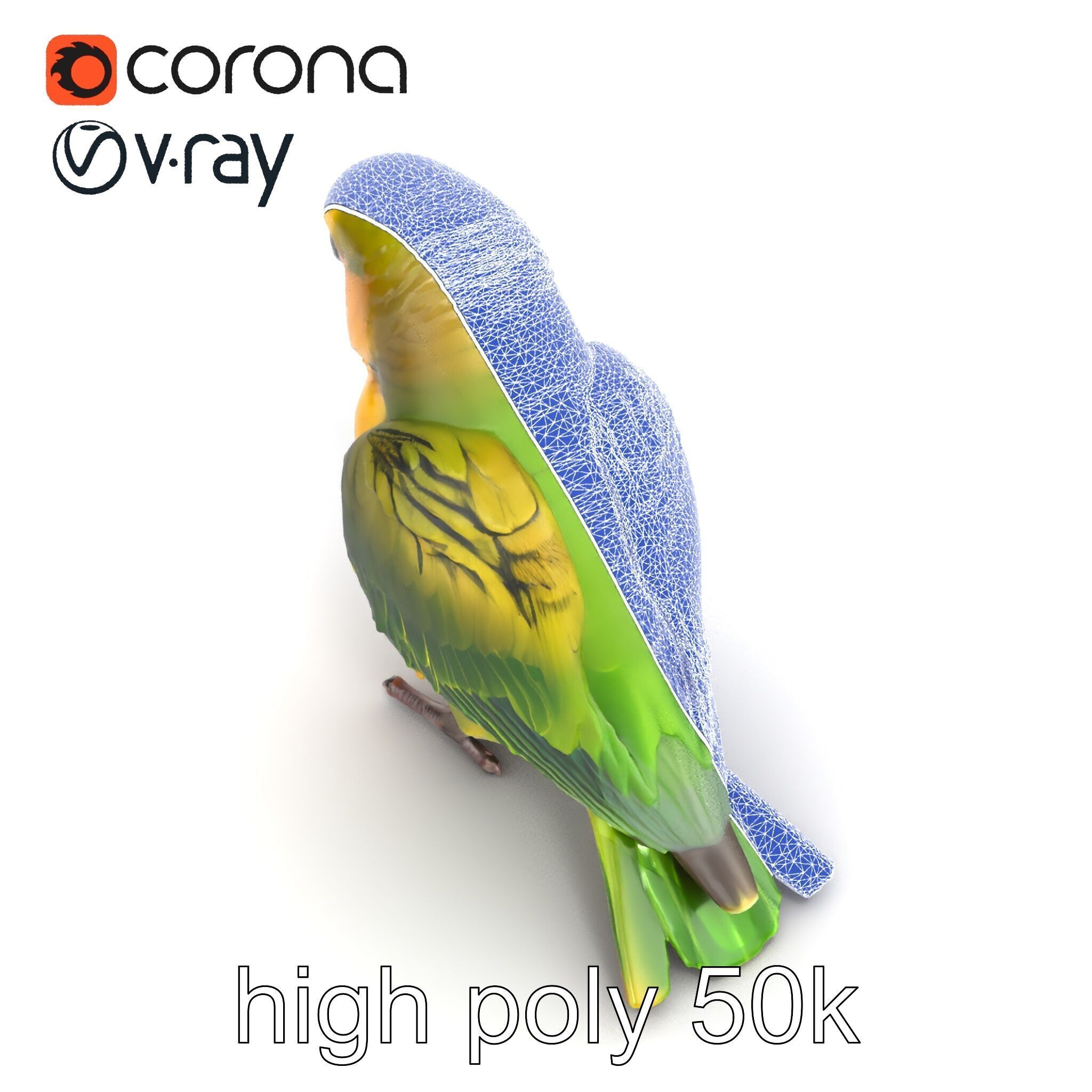 Senegal Parrot Realistic Bird Model Pack Low-poly 3D model_27