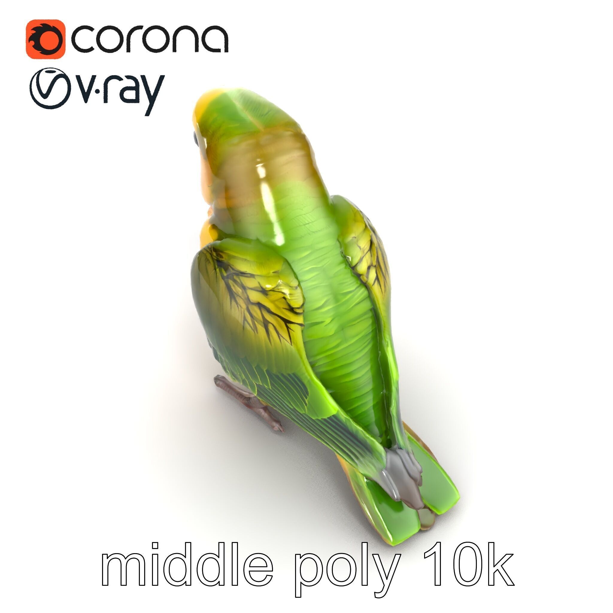 Senegal Parrot Realistic Bird Model Pack Low-poly 3D model_17