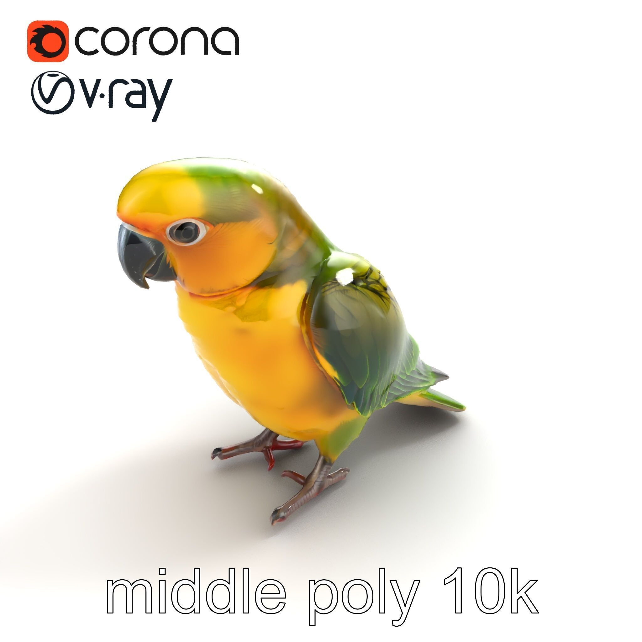 Senegal Parrot Realistic Bird Model Pack Low-poly 3D model_8