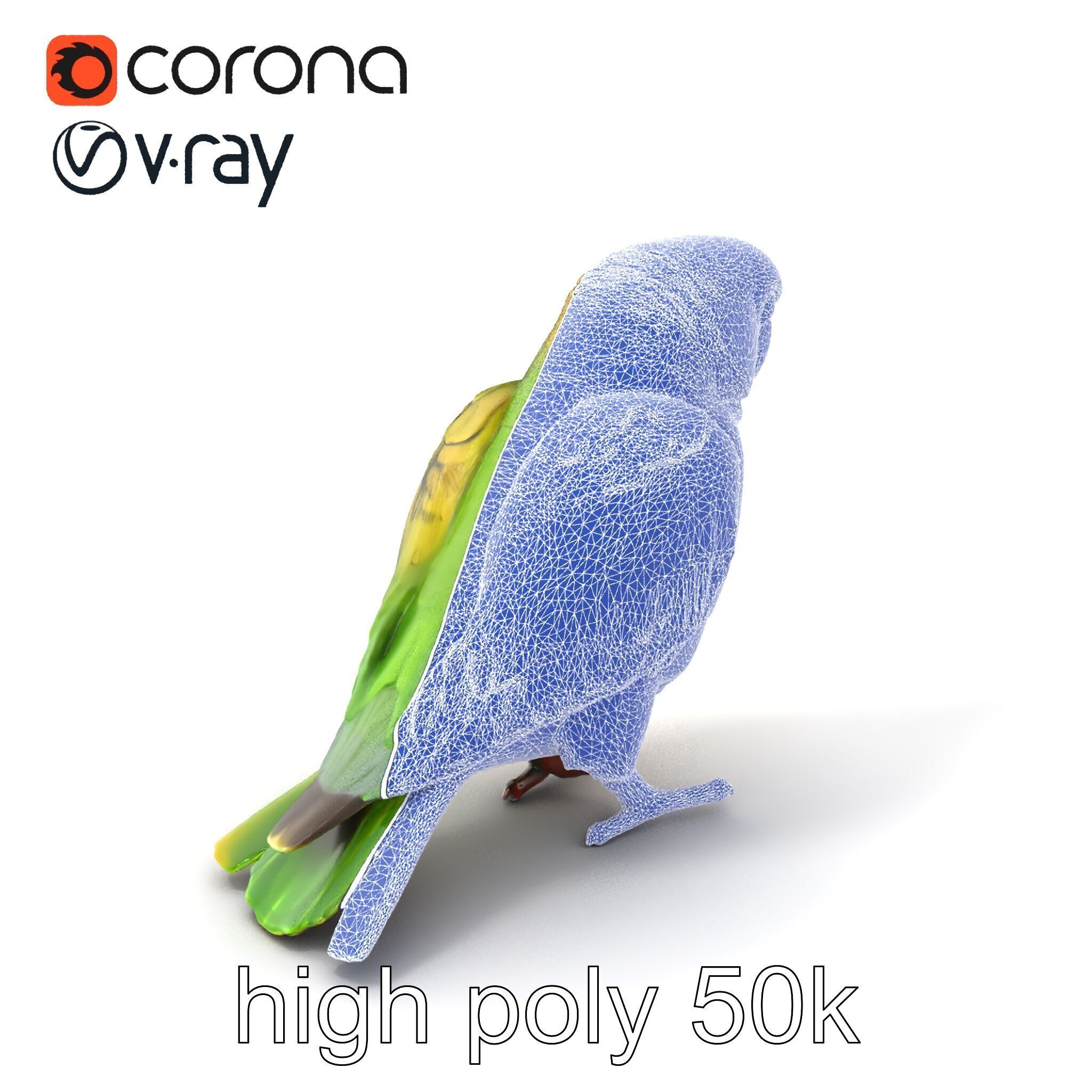 Senegal Parrot Realistic Bird Model Pack Low-poly 3D model_10