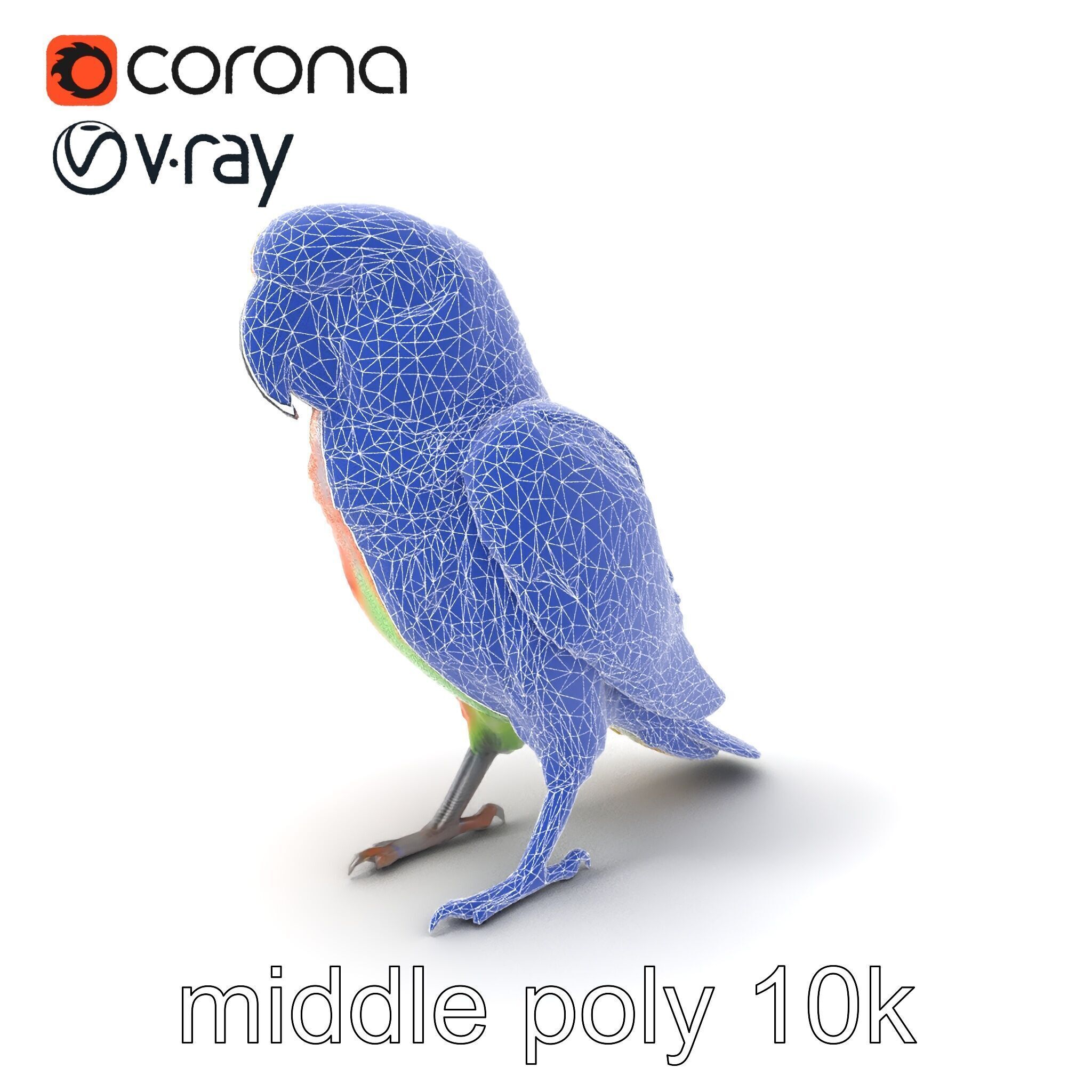 Colorful Parrot Species 3D Model Pack Low-poly 3D model_5