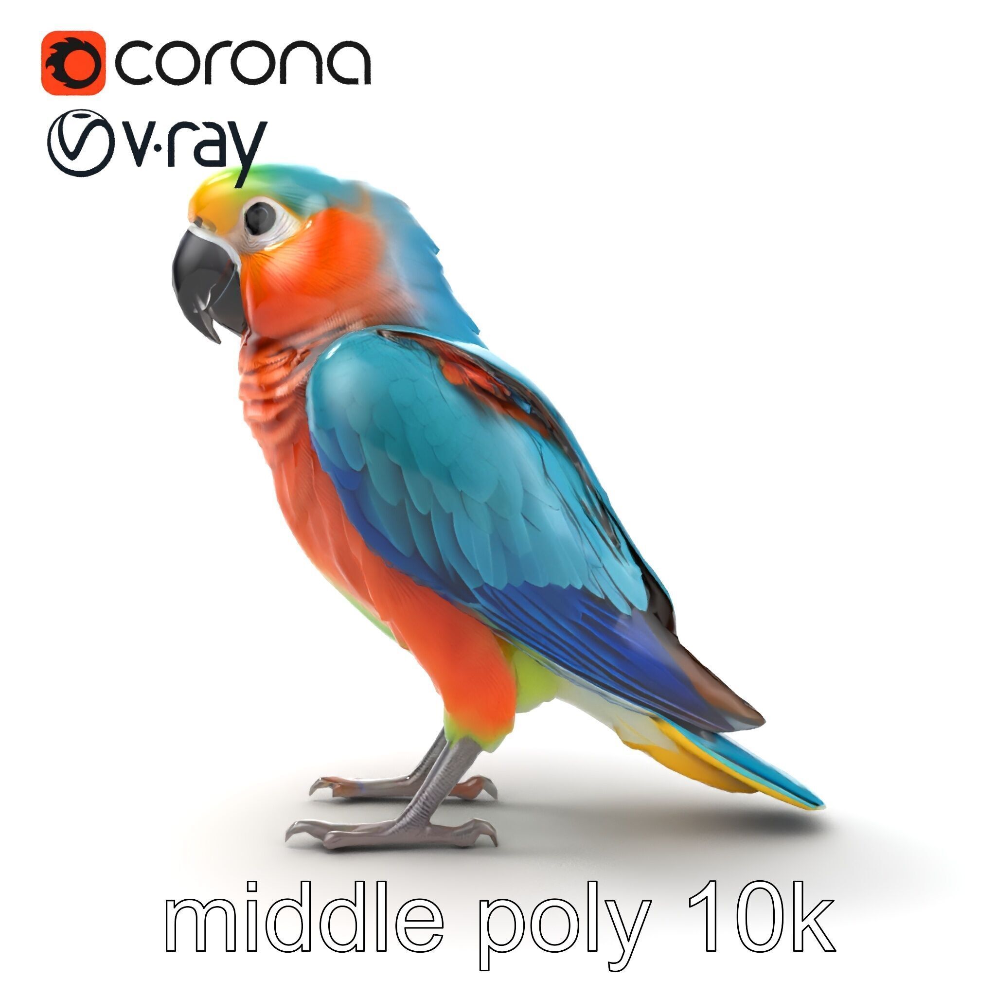 Colorful Parrot Species 3D Model Pack Low-poly 3D model_15