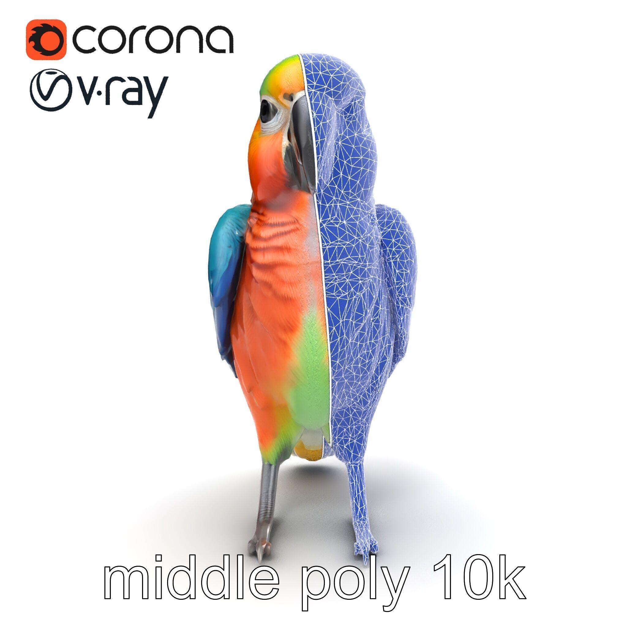 Colorful Parrot Species 3D Model Pack Low-poly 3D model_25