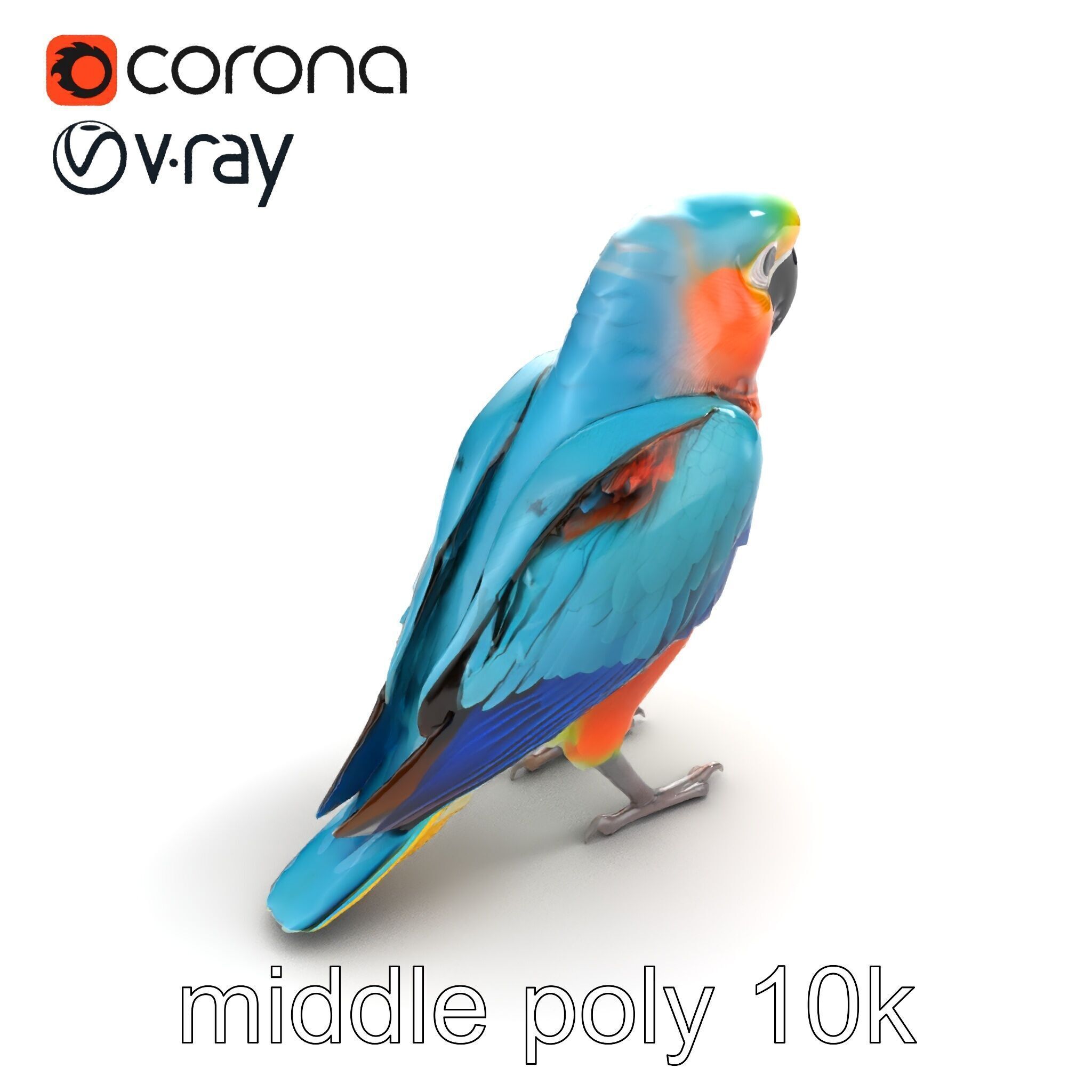 Colorful Parrot Species 3D Model Pack Low-poly 3D model_7
