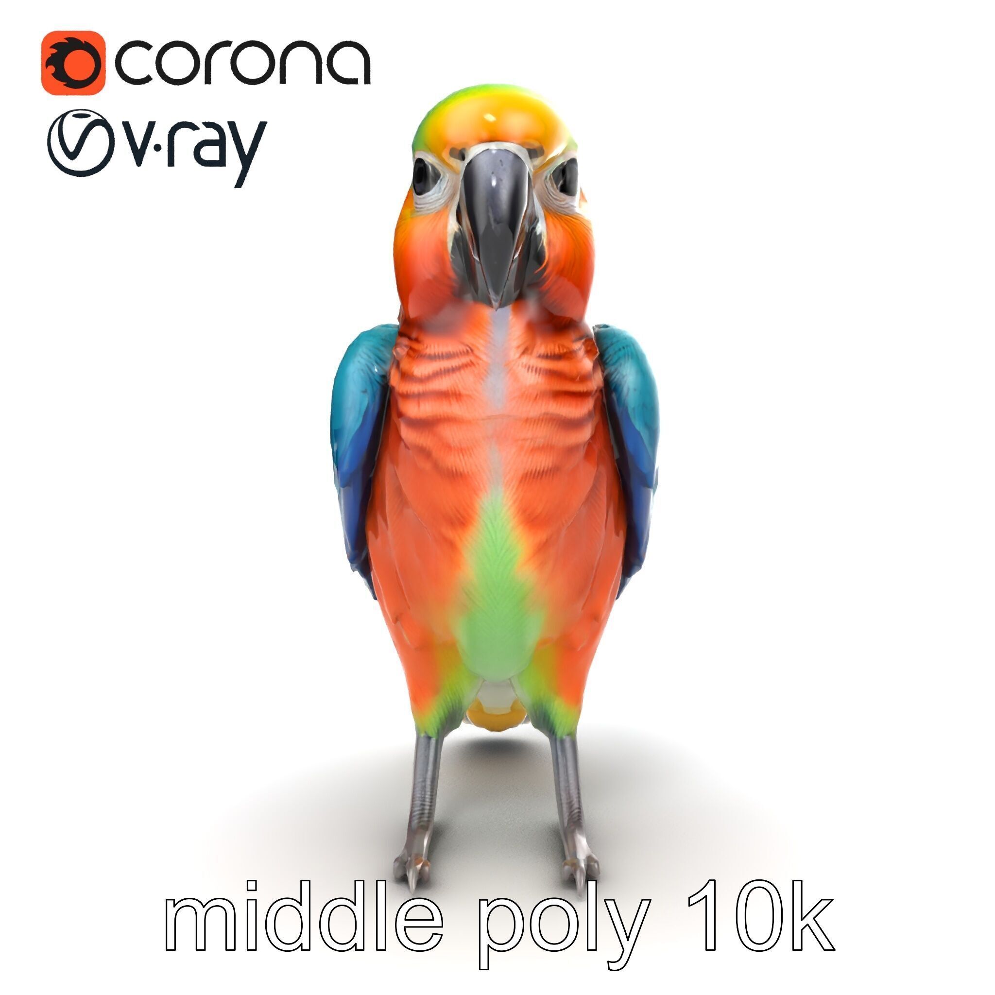 Colorful Parrot Species 3D Model Pack Low-poly 3D model_17