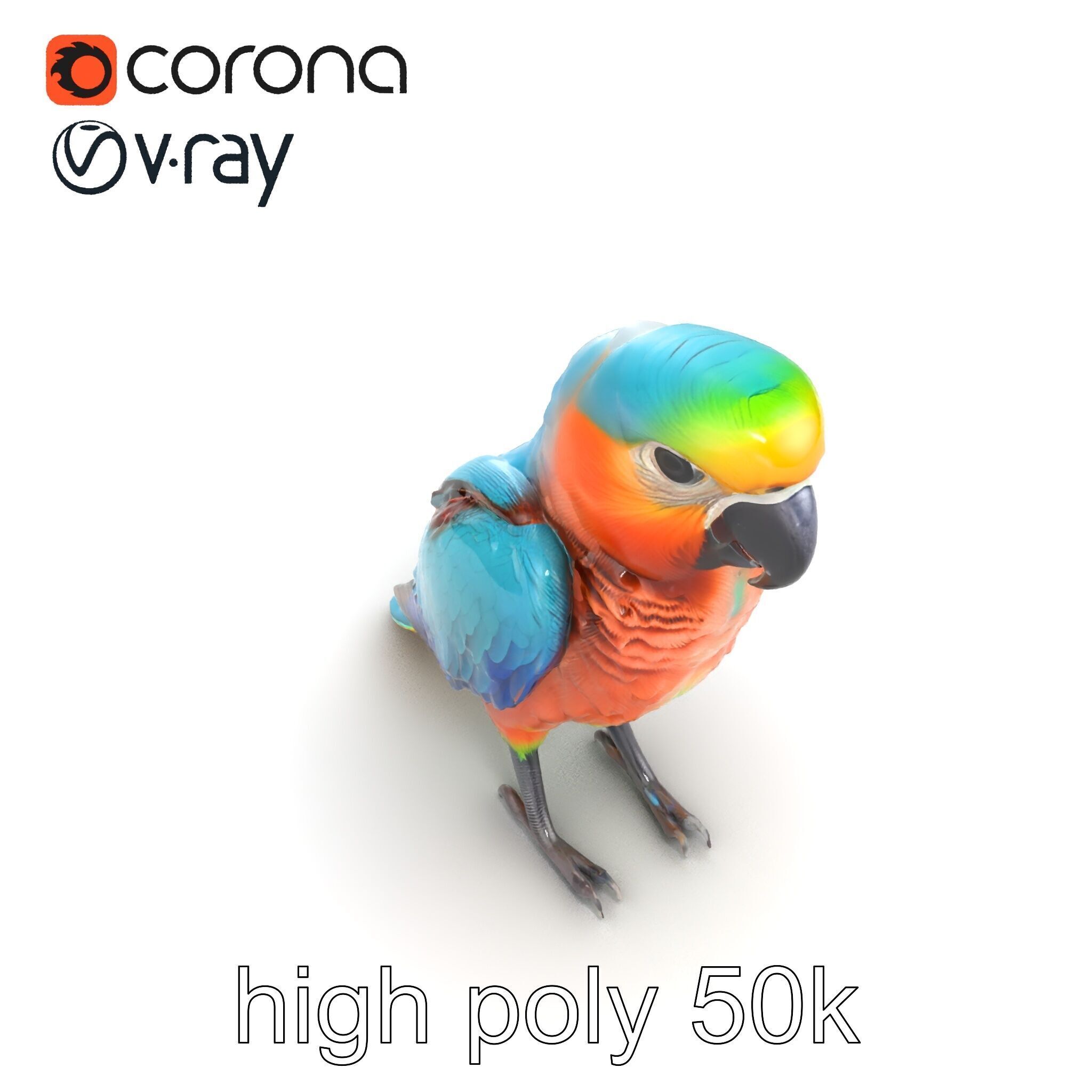 Colorful Parrot Species 3D Model Pack Low-poly 3D model_16