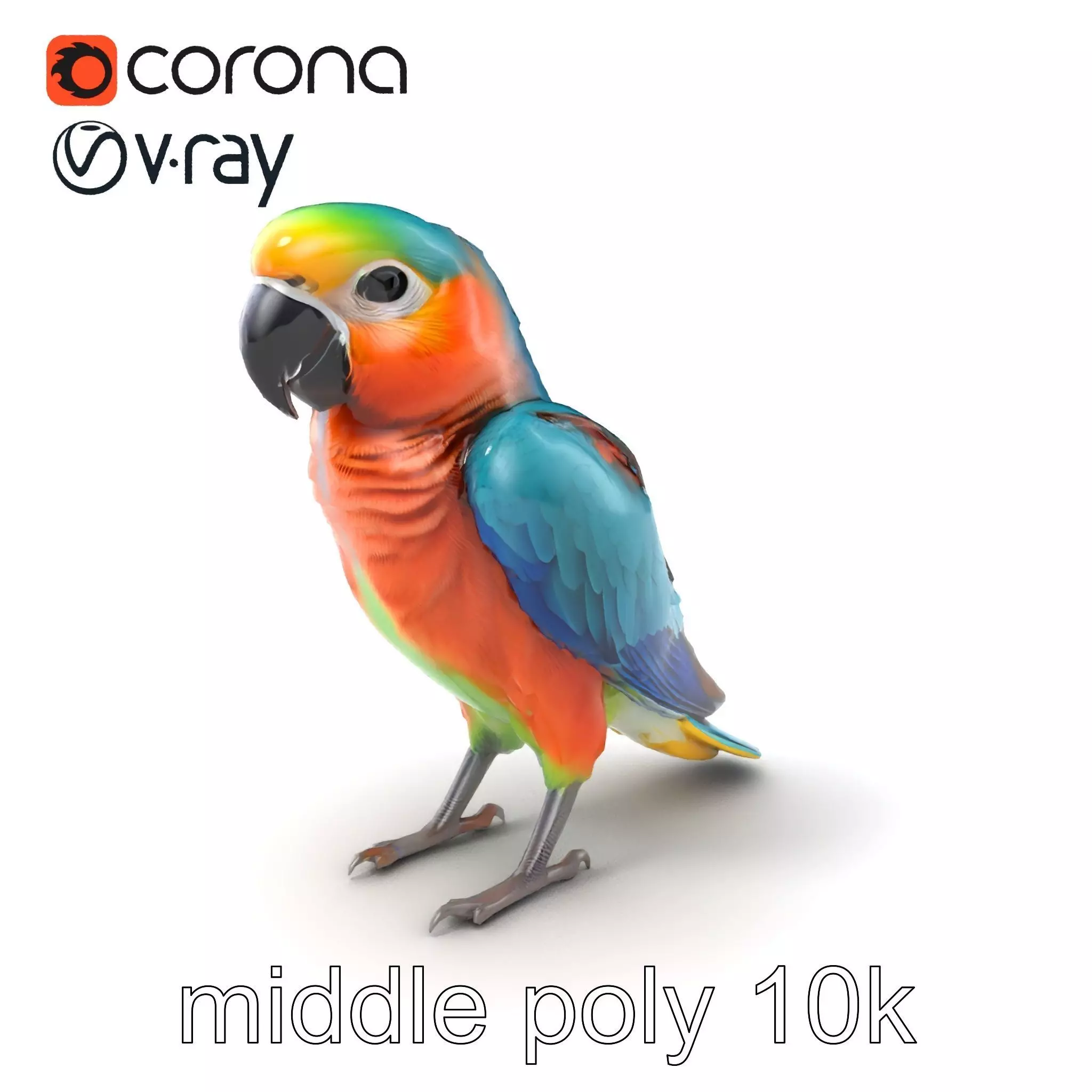 Colorful Parrot Species 3D Model Pack Low-poly 3D model_0